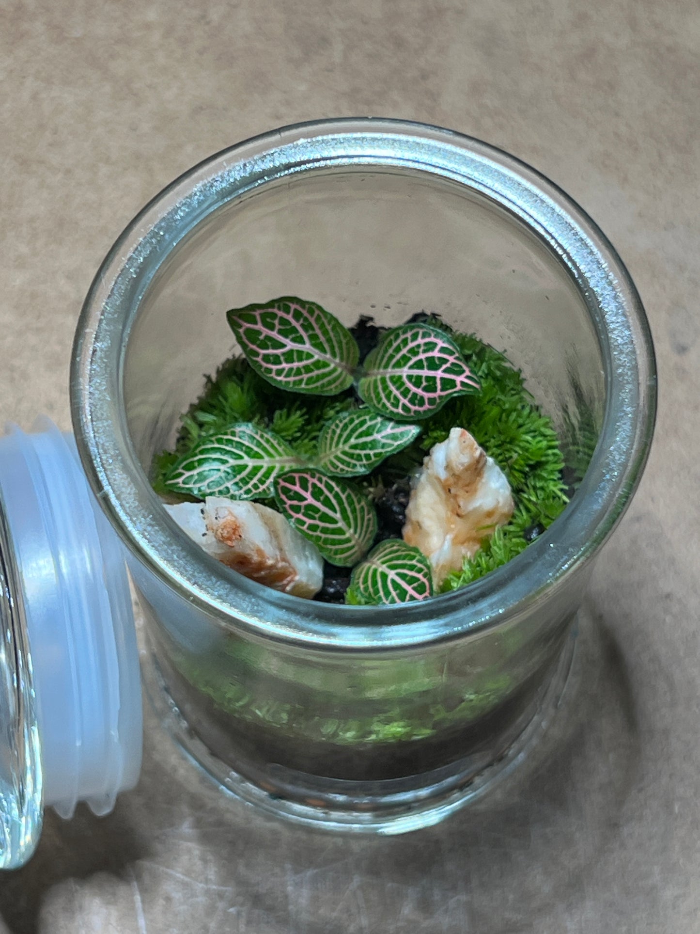 Terrarium 496