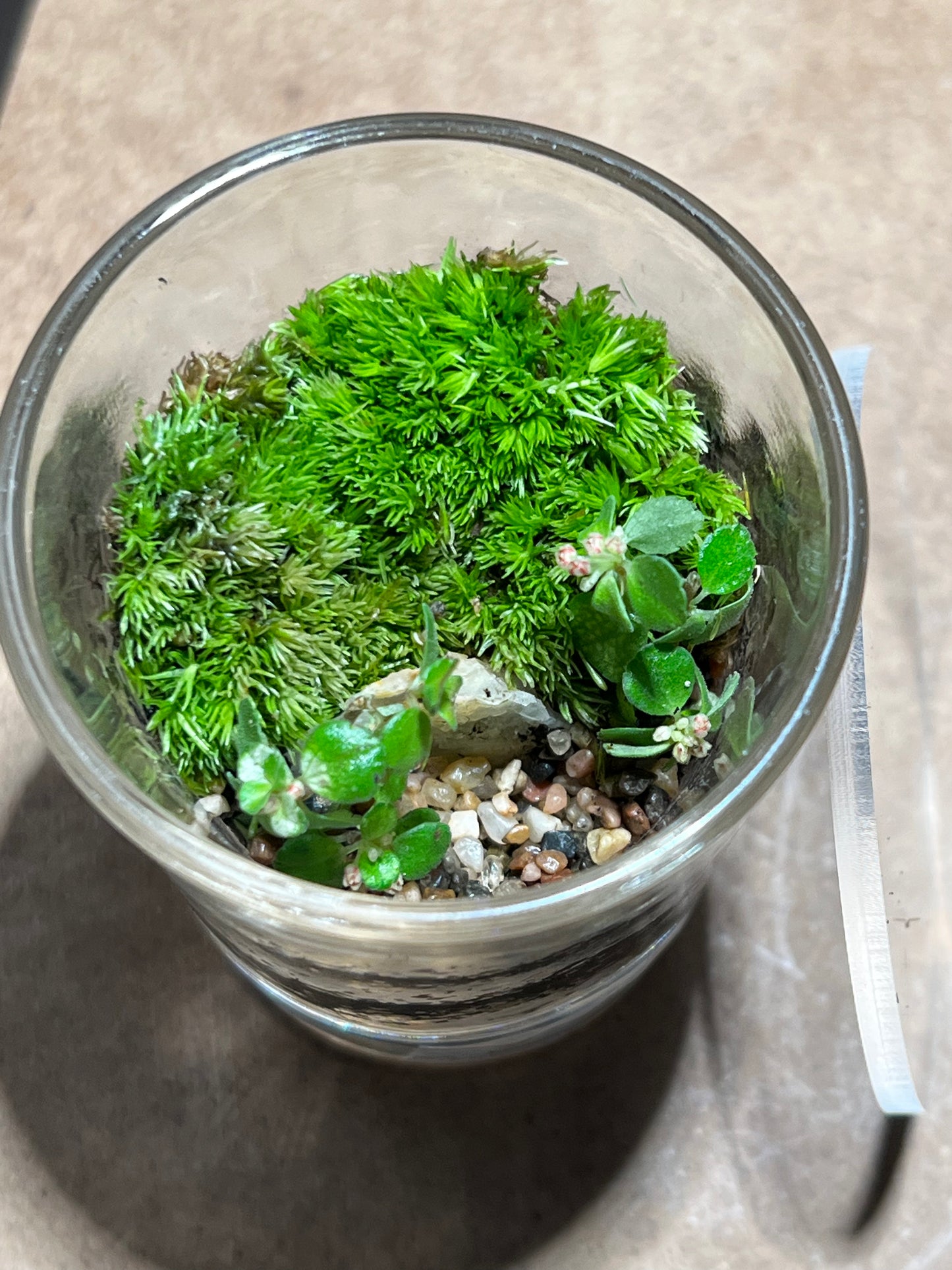 Terrarium 548
