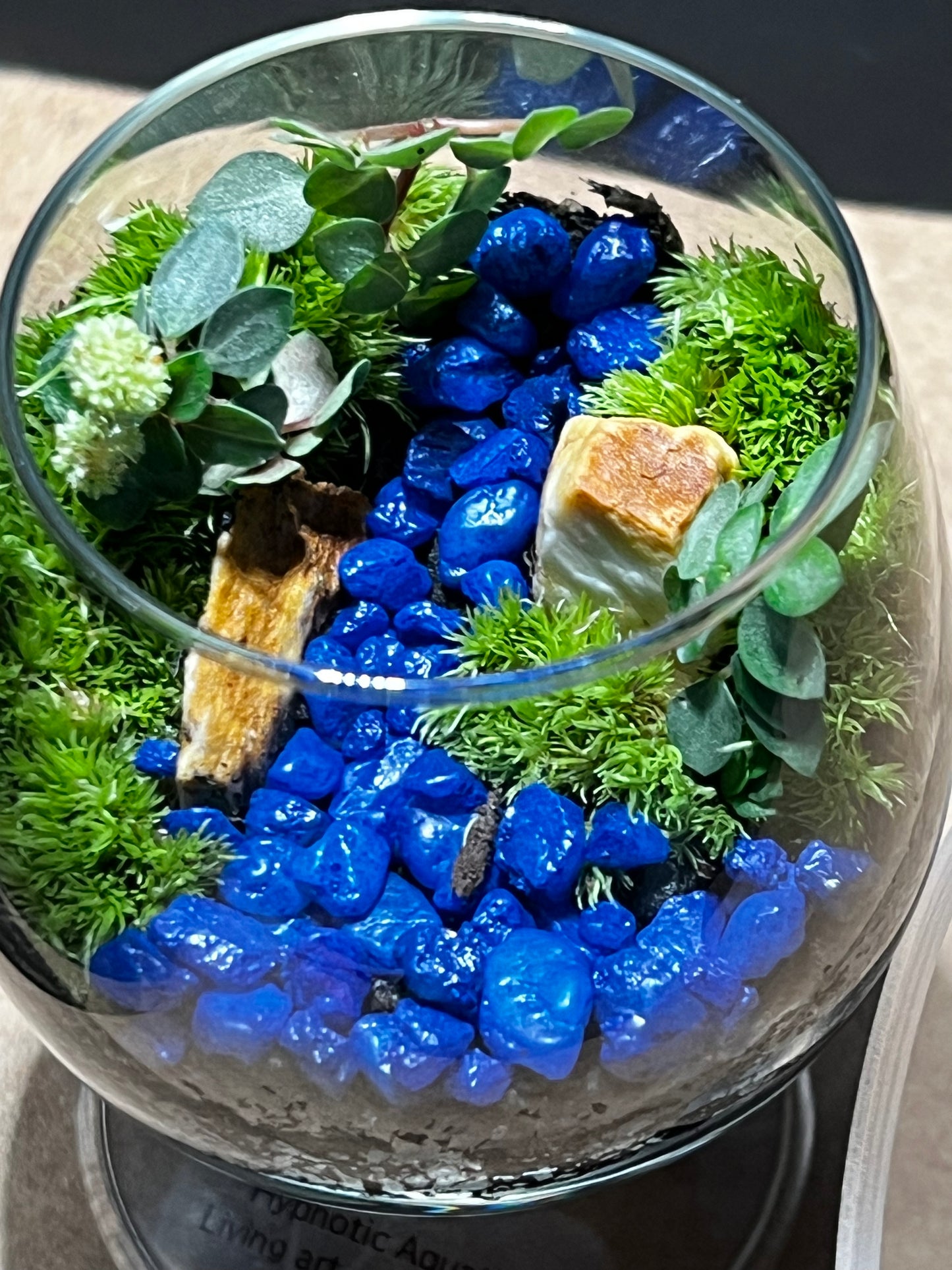 Terrarium 552