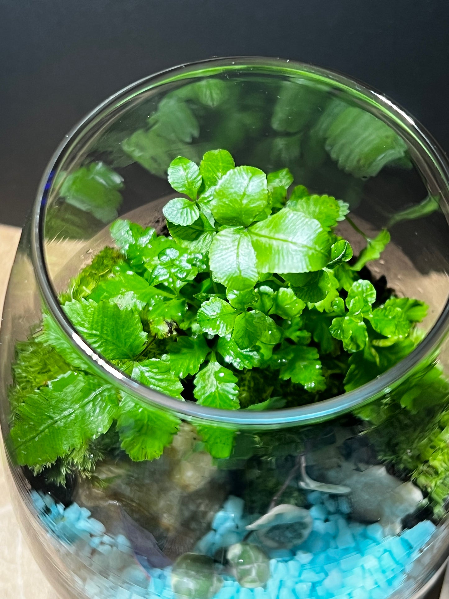 Terrarium 553