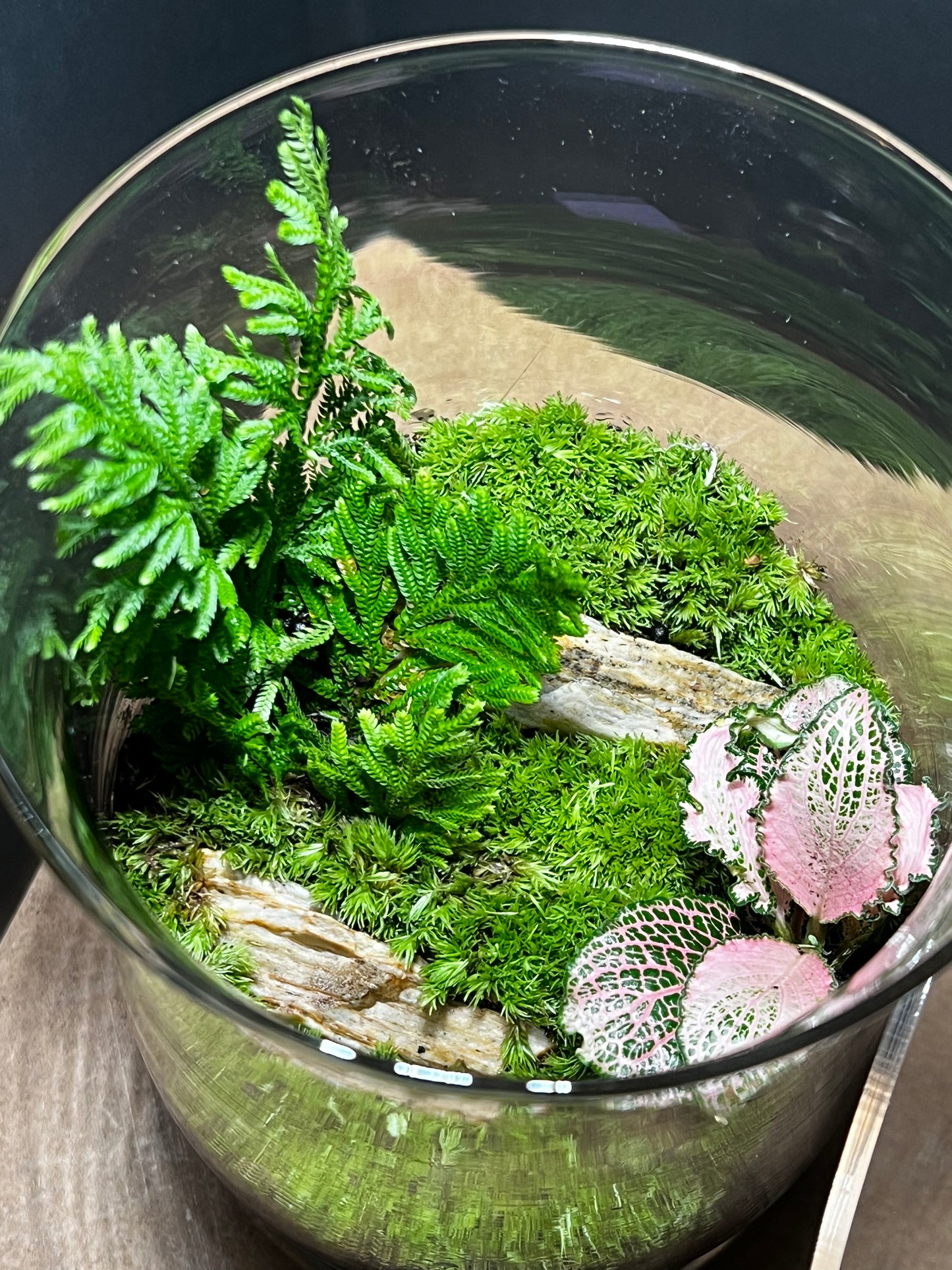 Terrarium 555