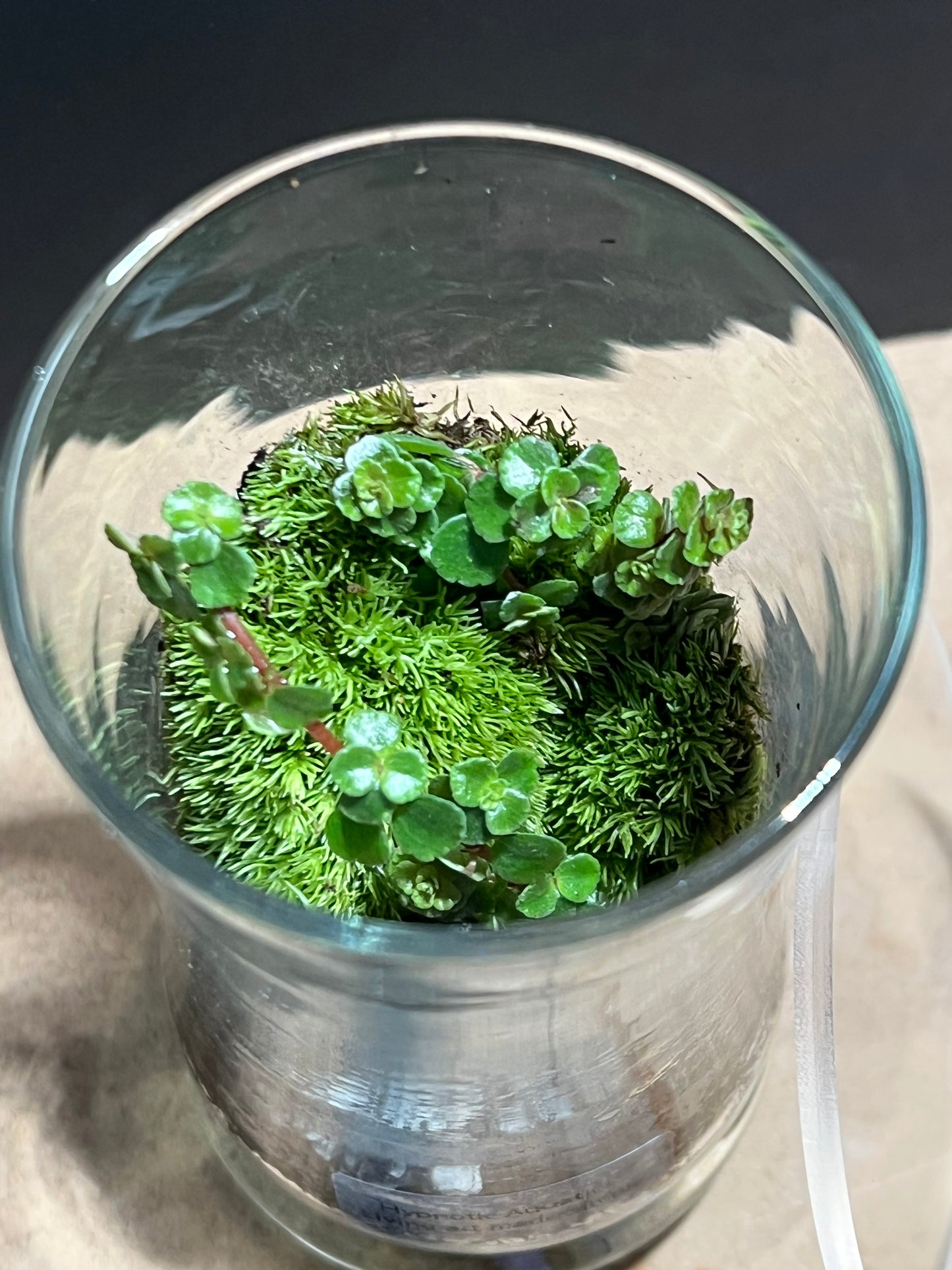 Terrarium 558