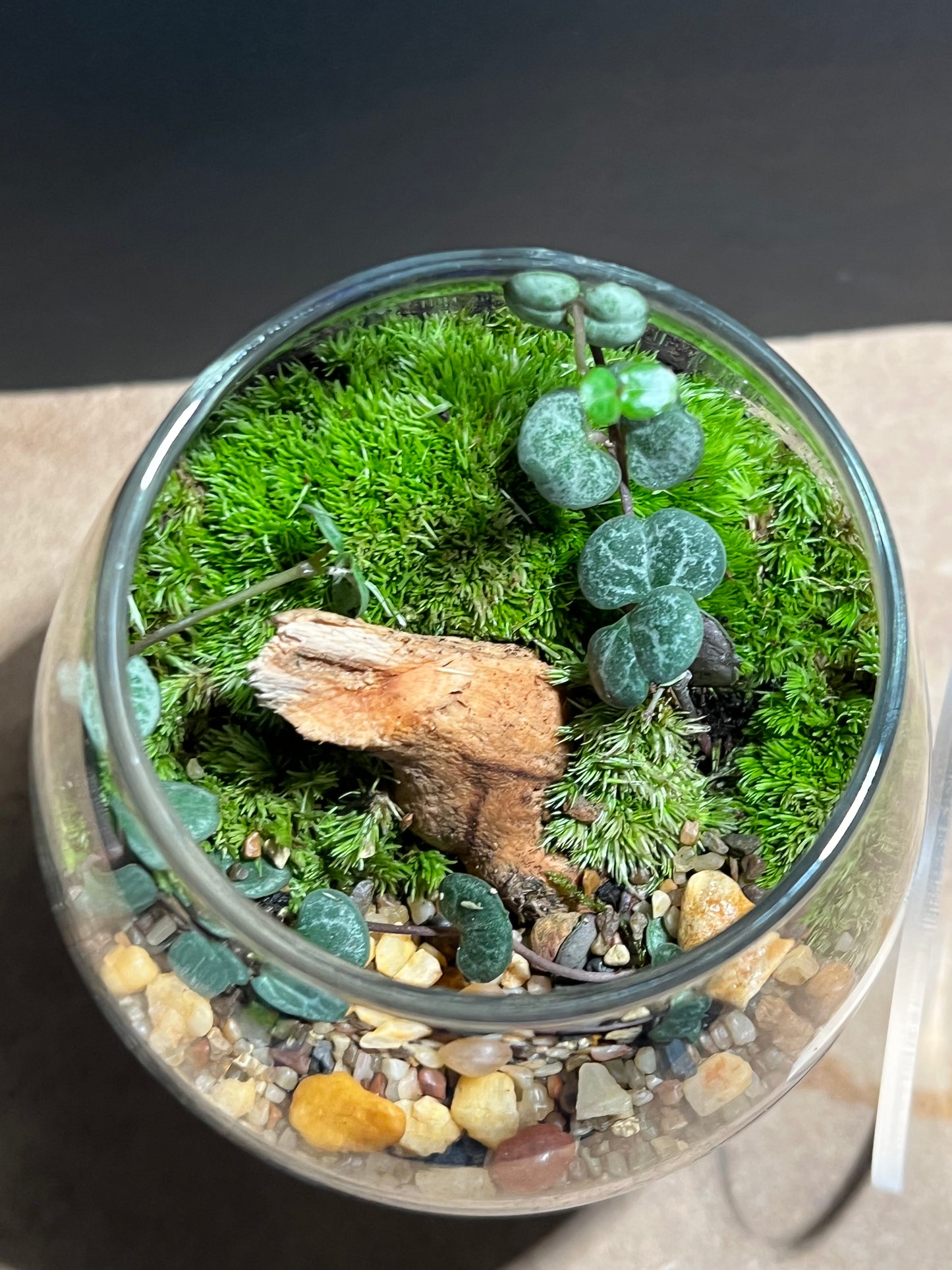 Terrarium 559