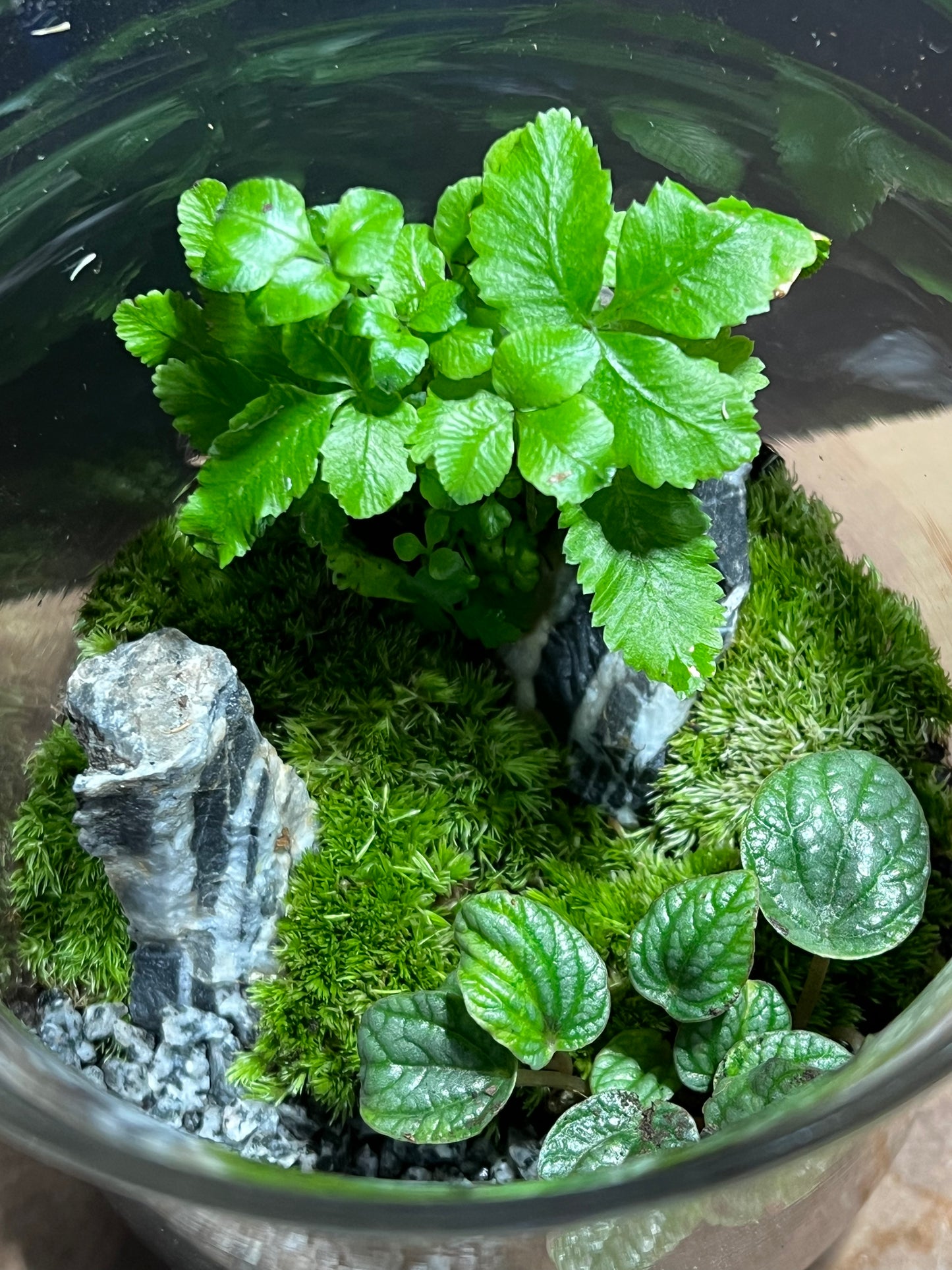 Terrarium 565