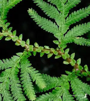 Terrarium Plants: Premium Moss Mix