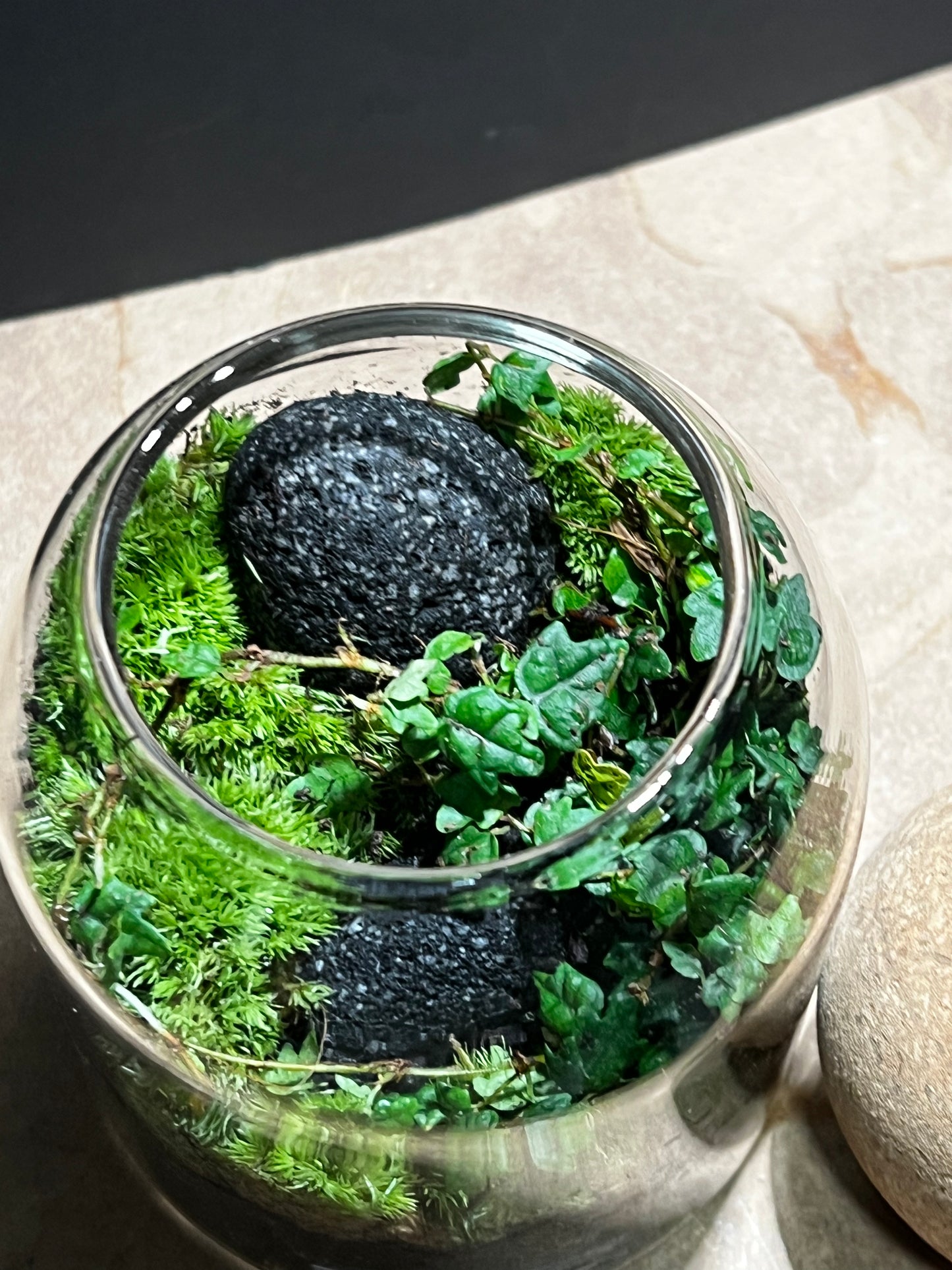 Terrarium 575