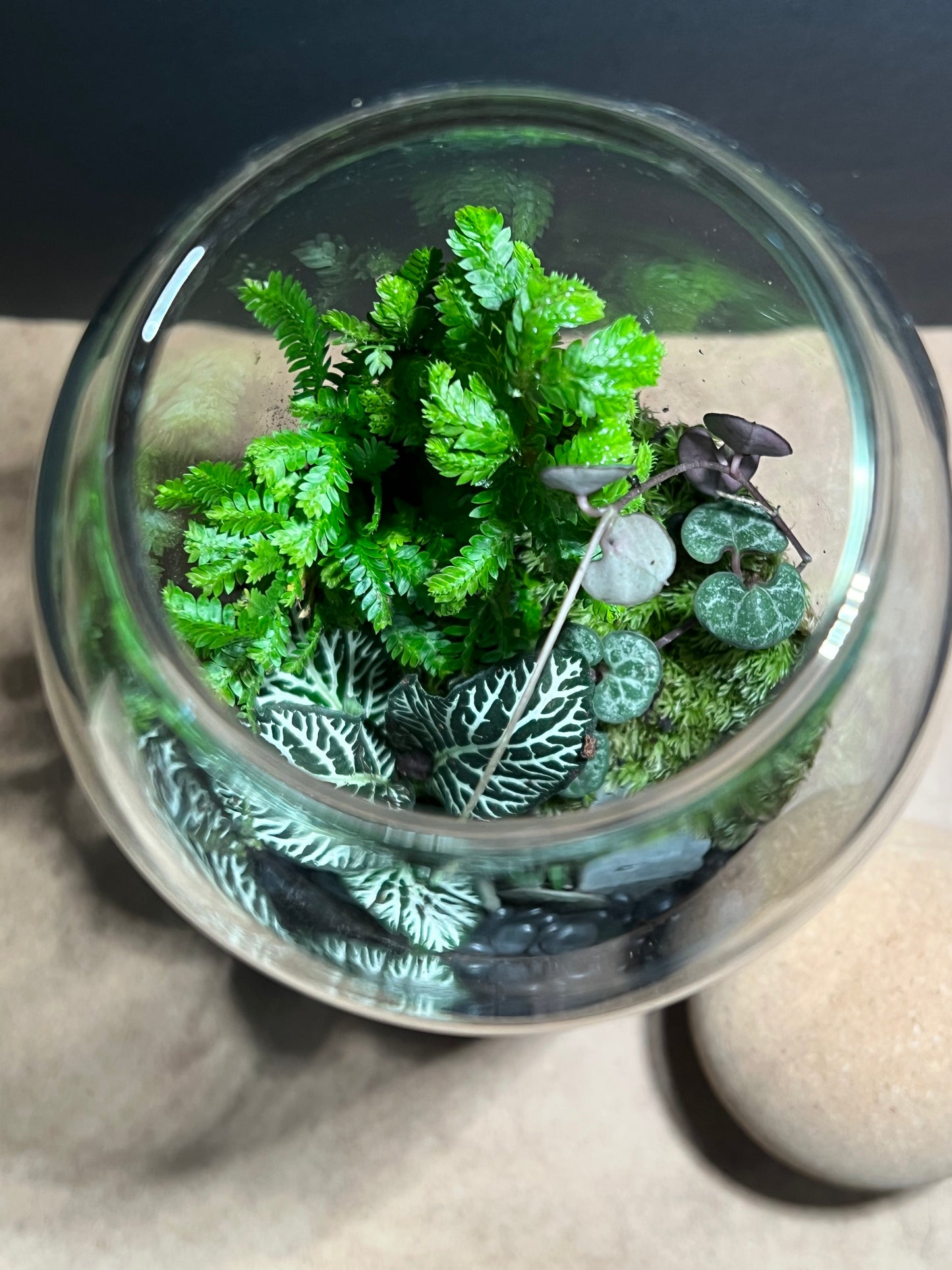 Terrarium 581
