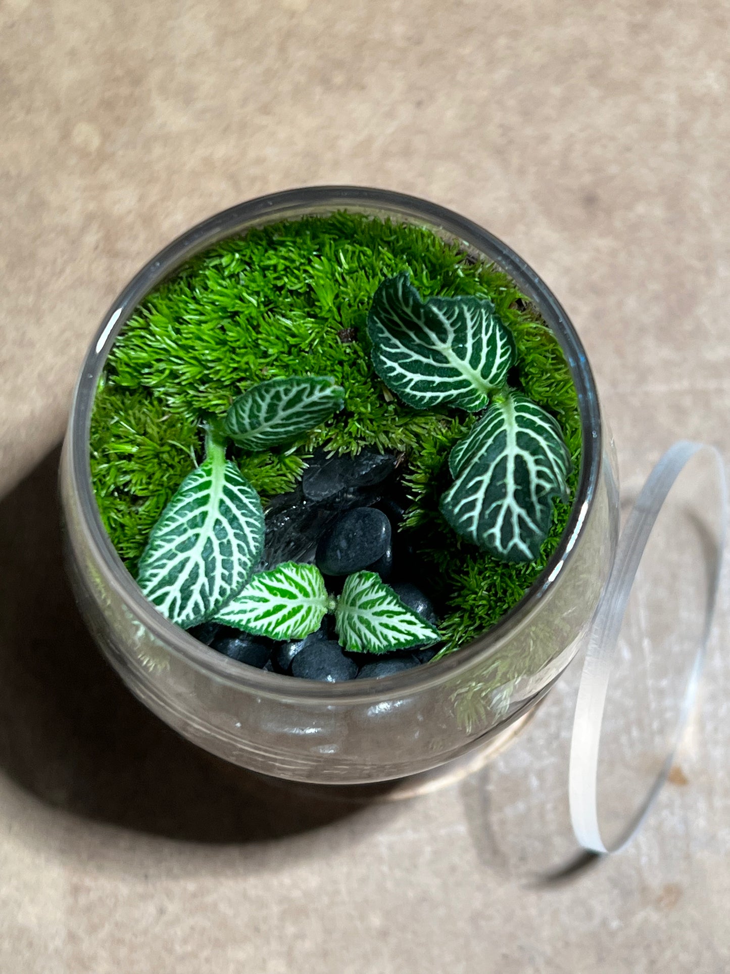 Terrarium 585