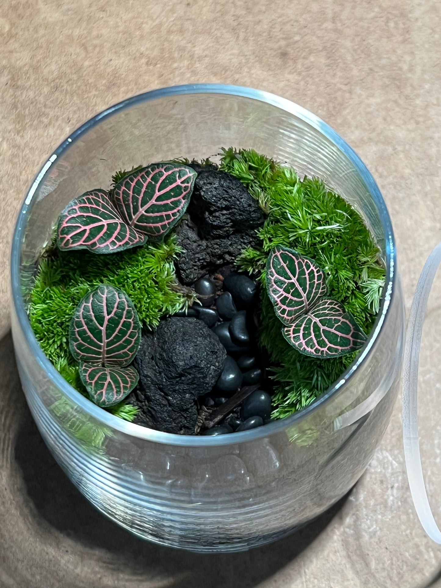 Terrarium 593