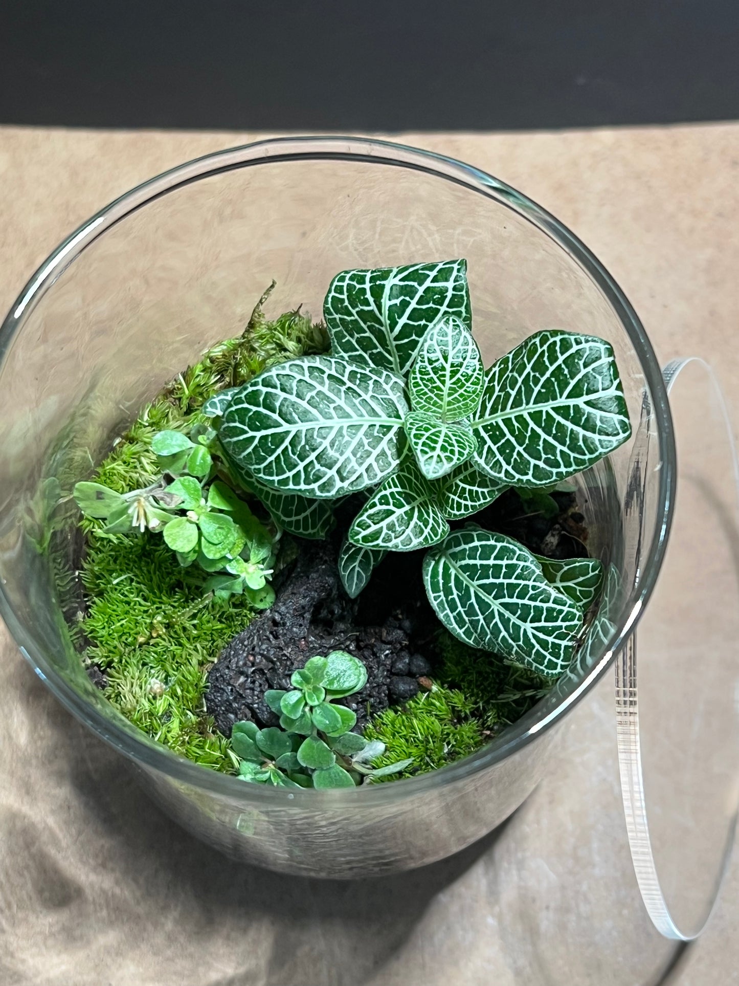 Terrarium 603