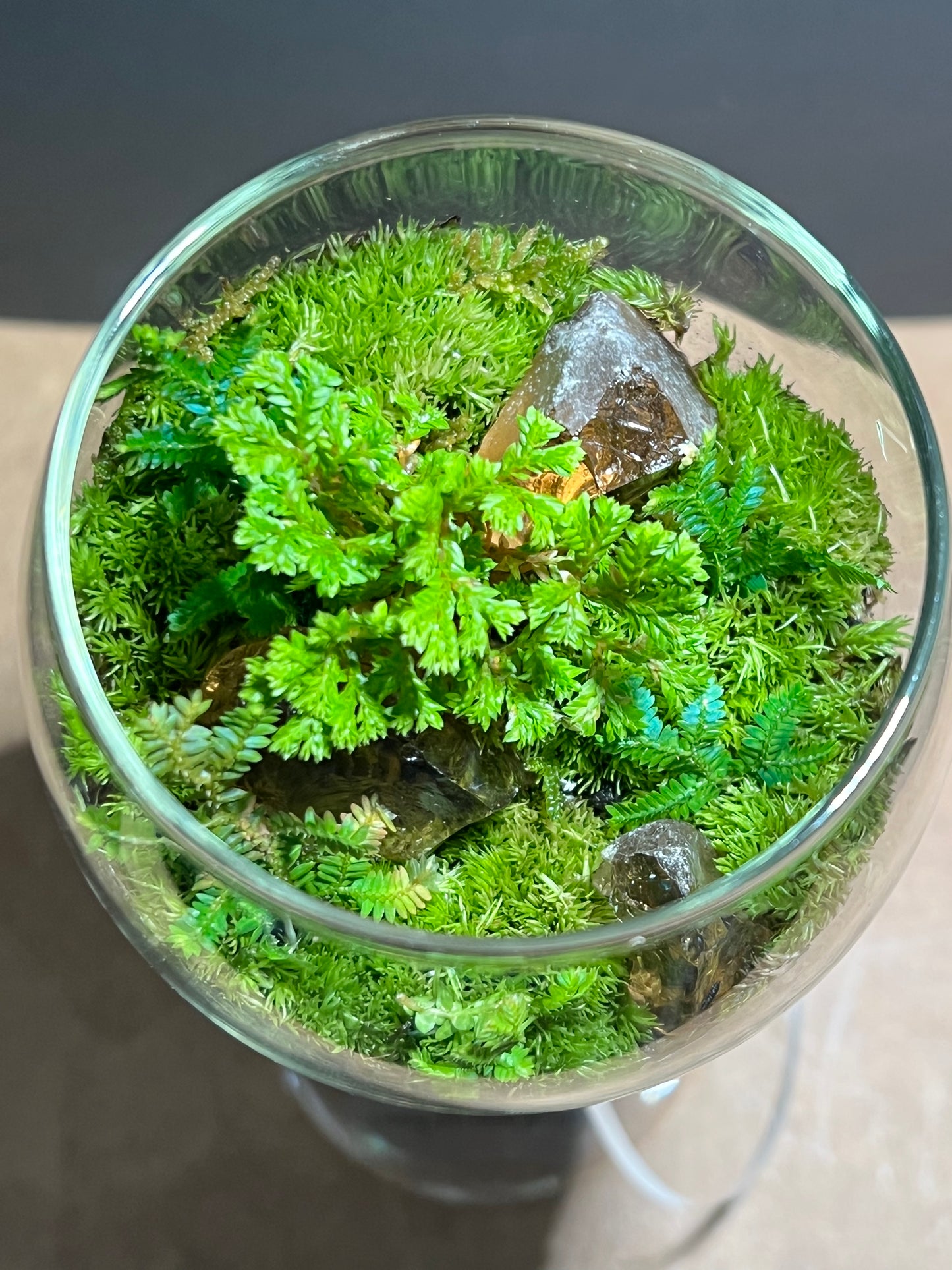 Terrarium 605