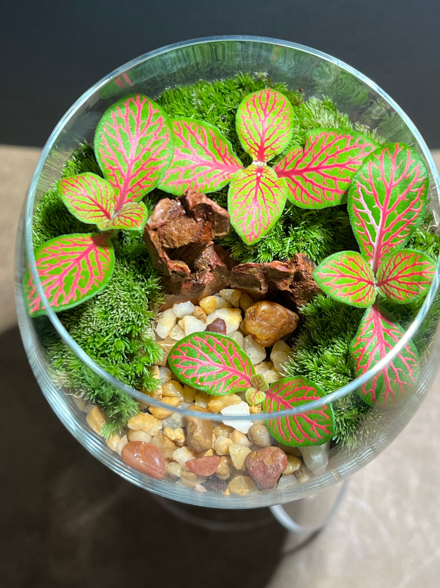 Terrarium 617