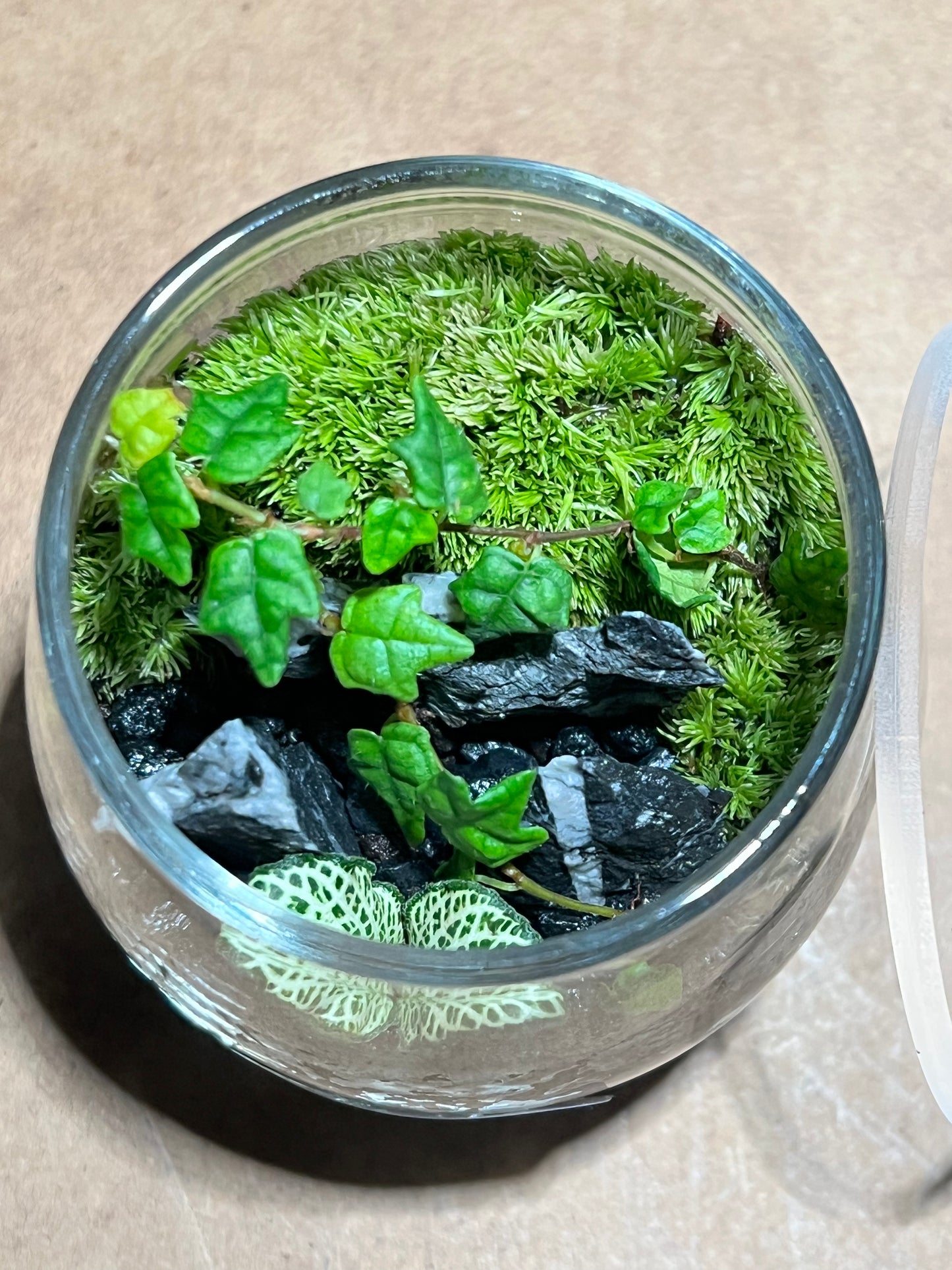 Terrarium 618