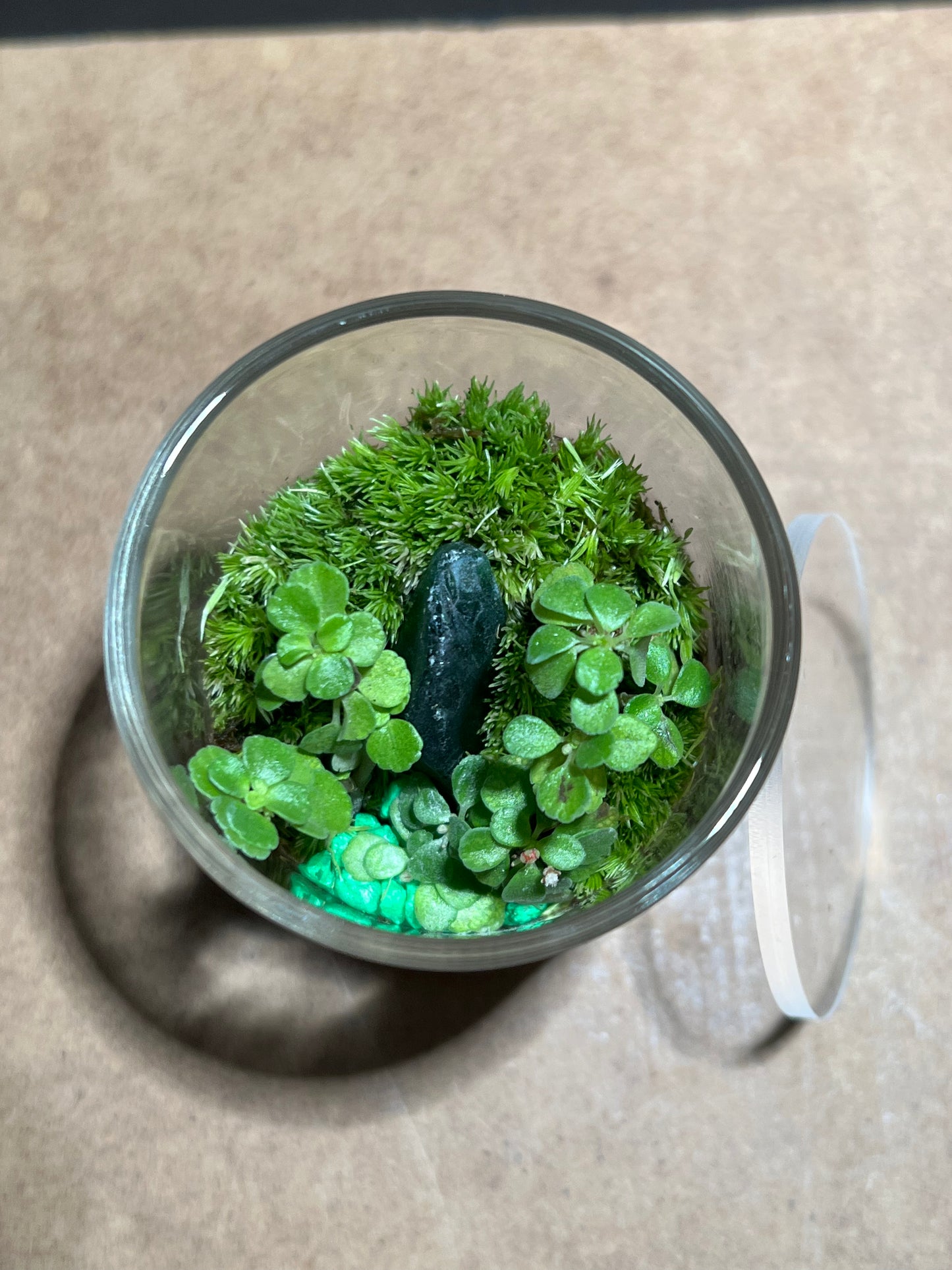 Terrarium 623