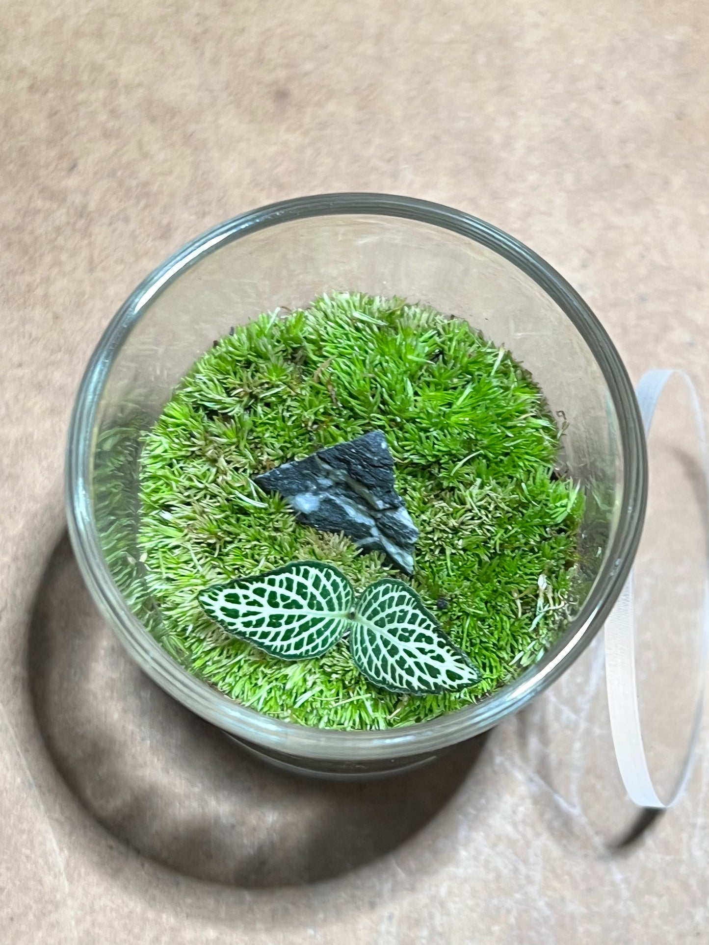 Terrarium 625
