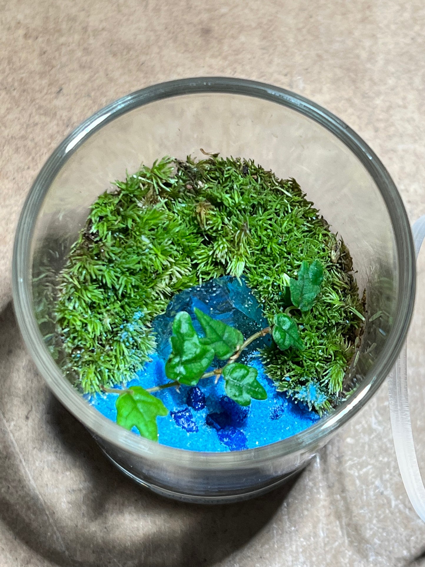 Terrarium 627