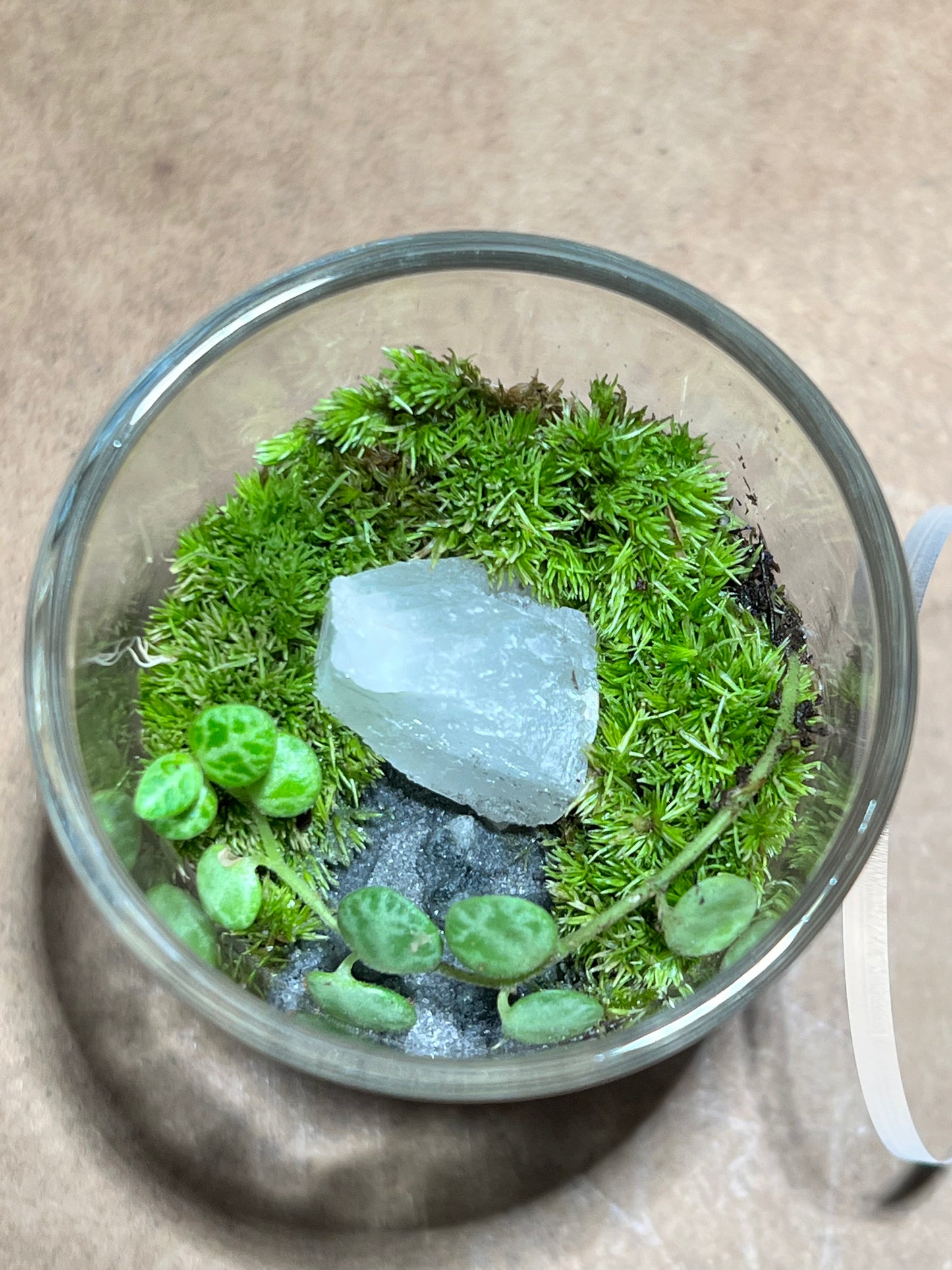 Terrarium 628