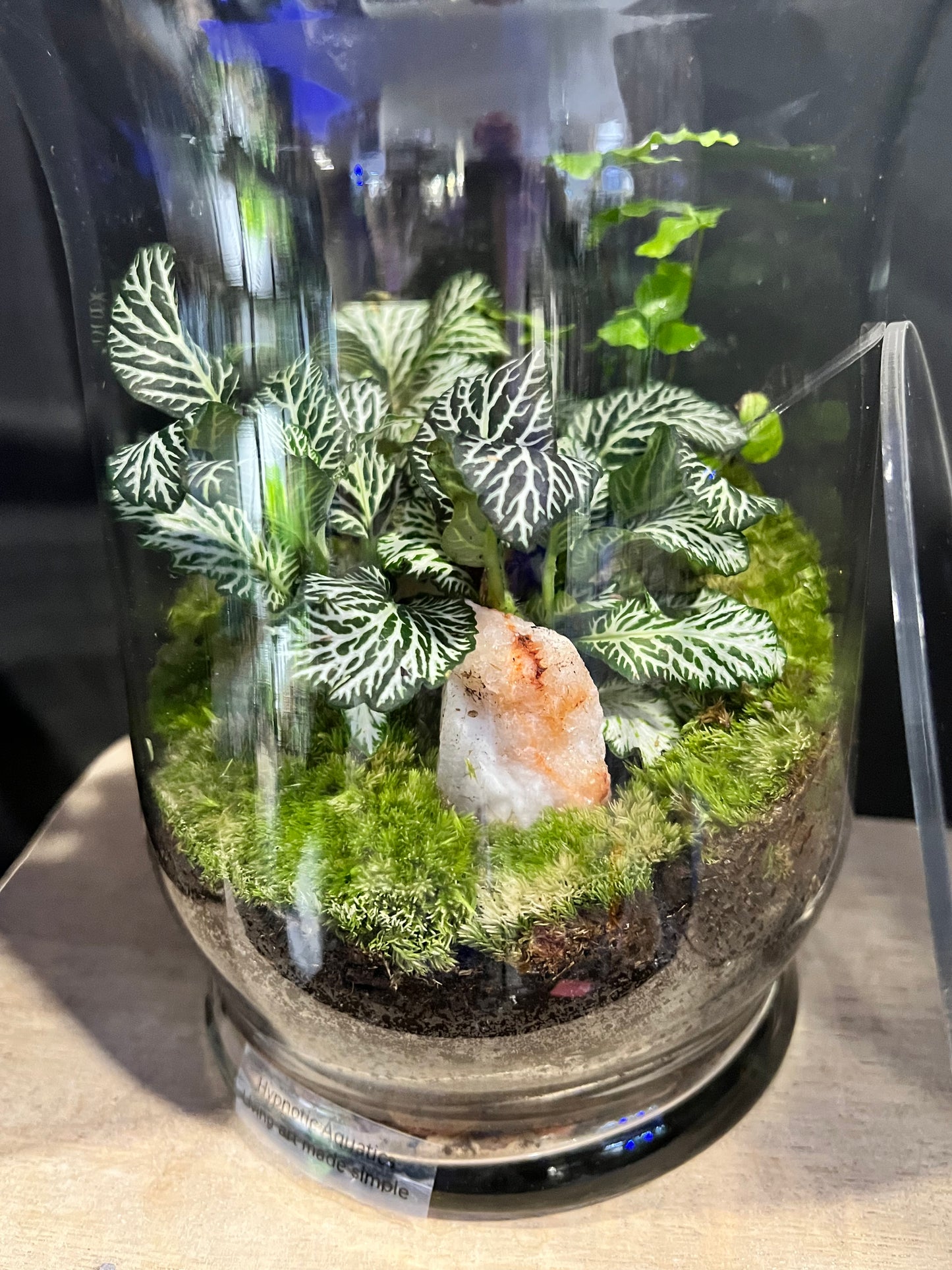 Terrarium 634