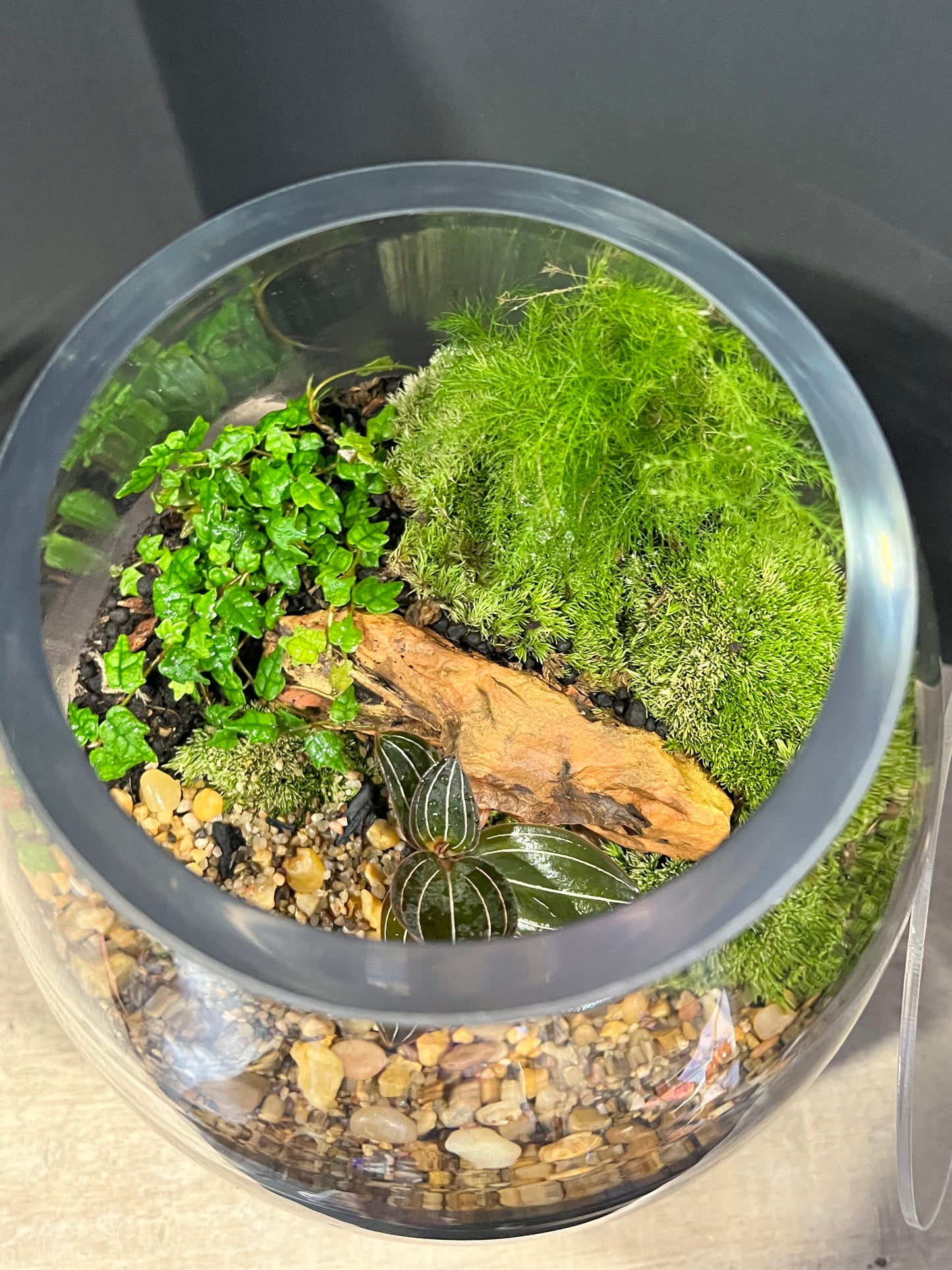 Terrarium 637
