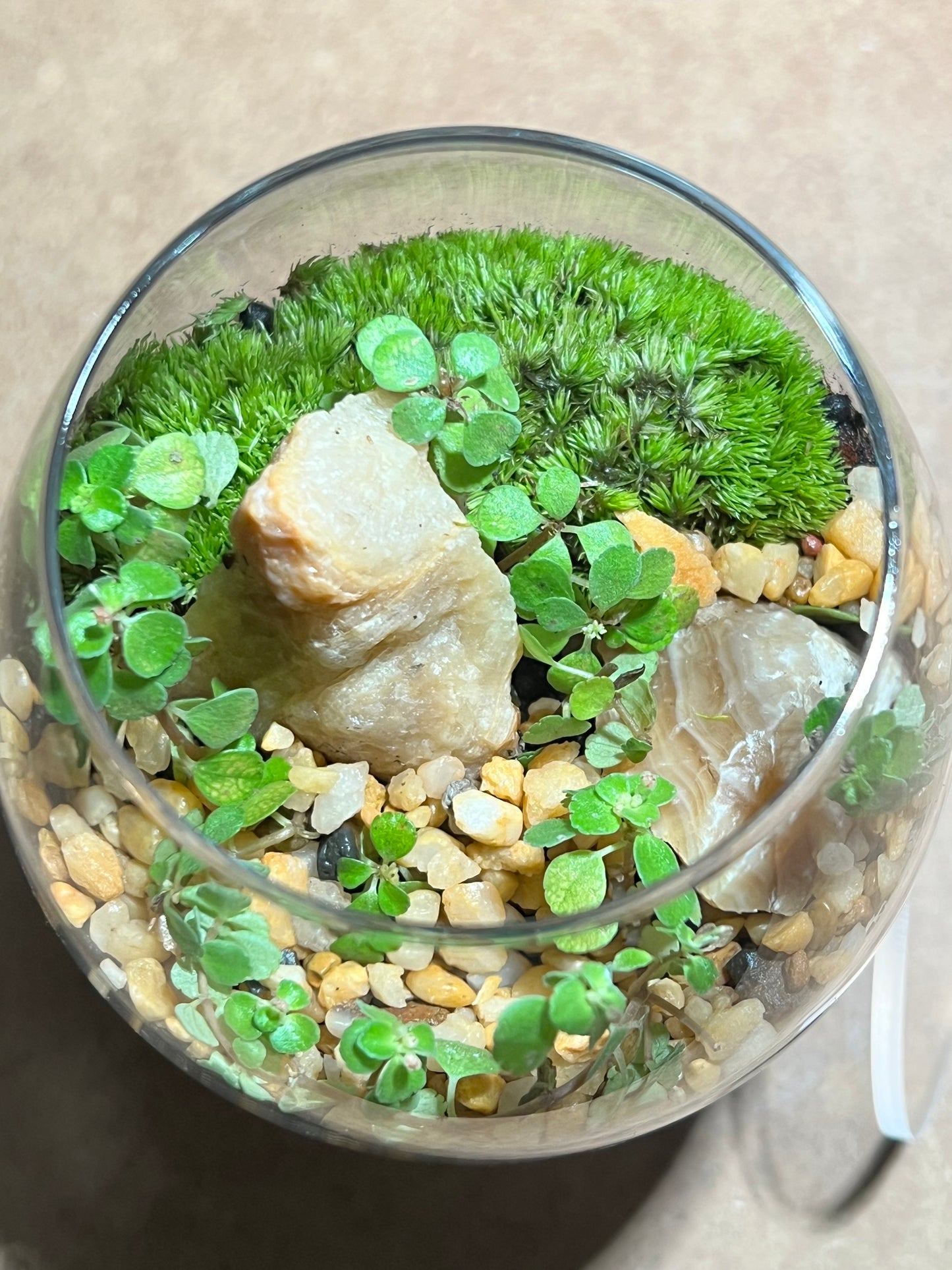 Terrarium 642