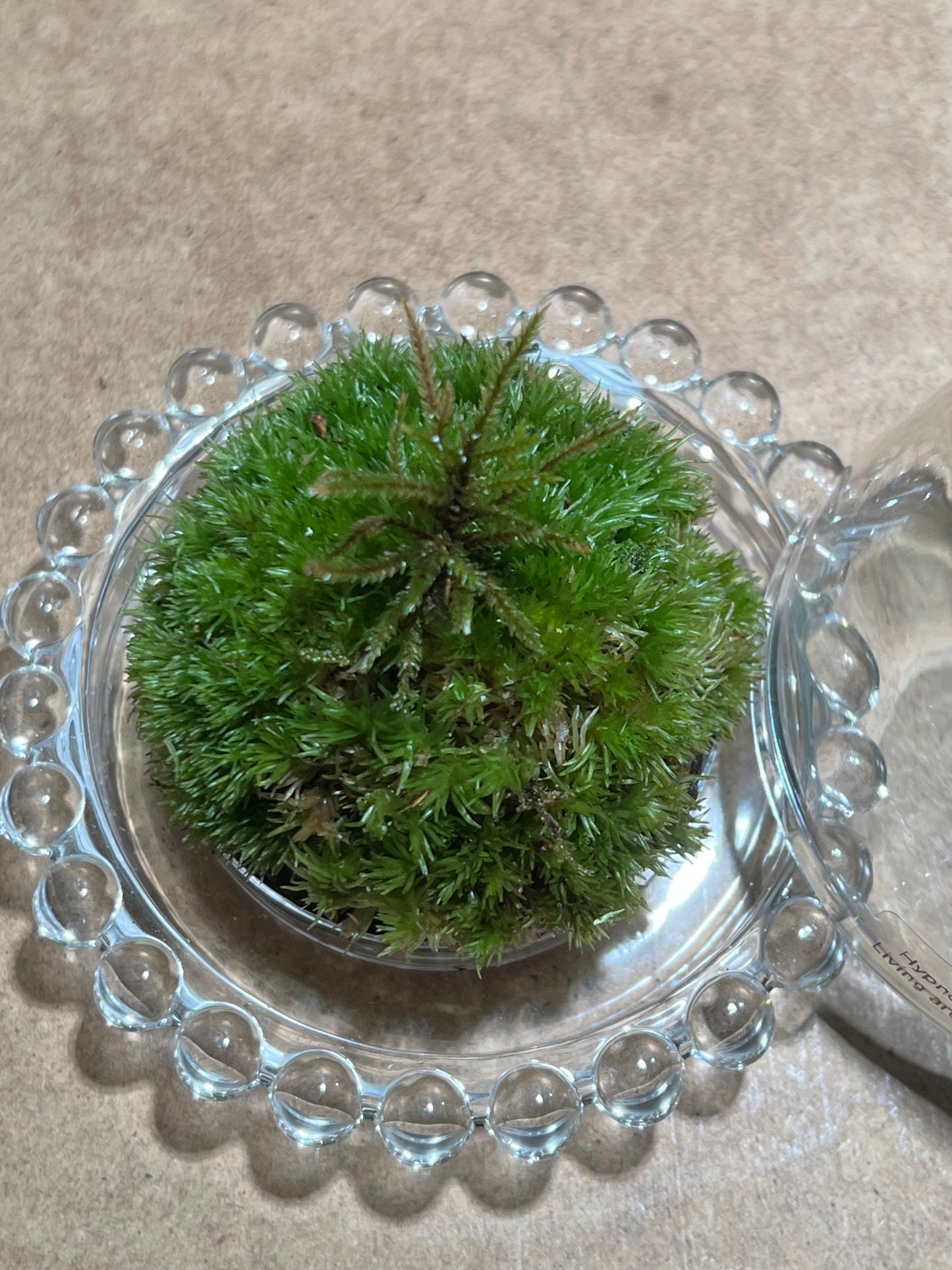 Terrarium 643
