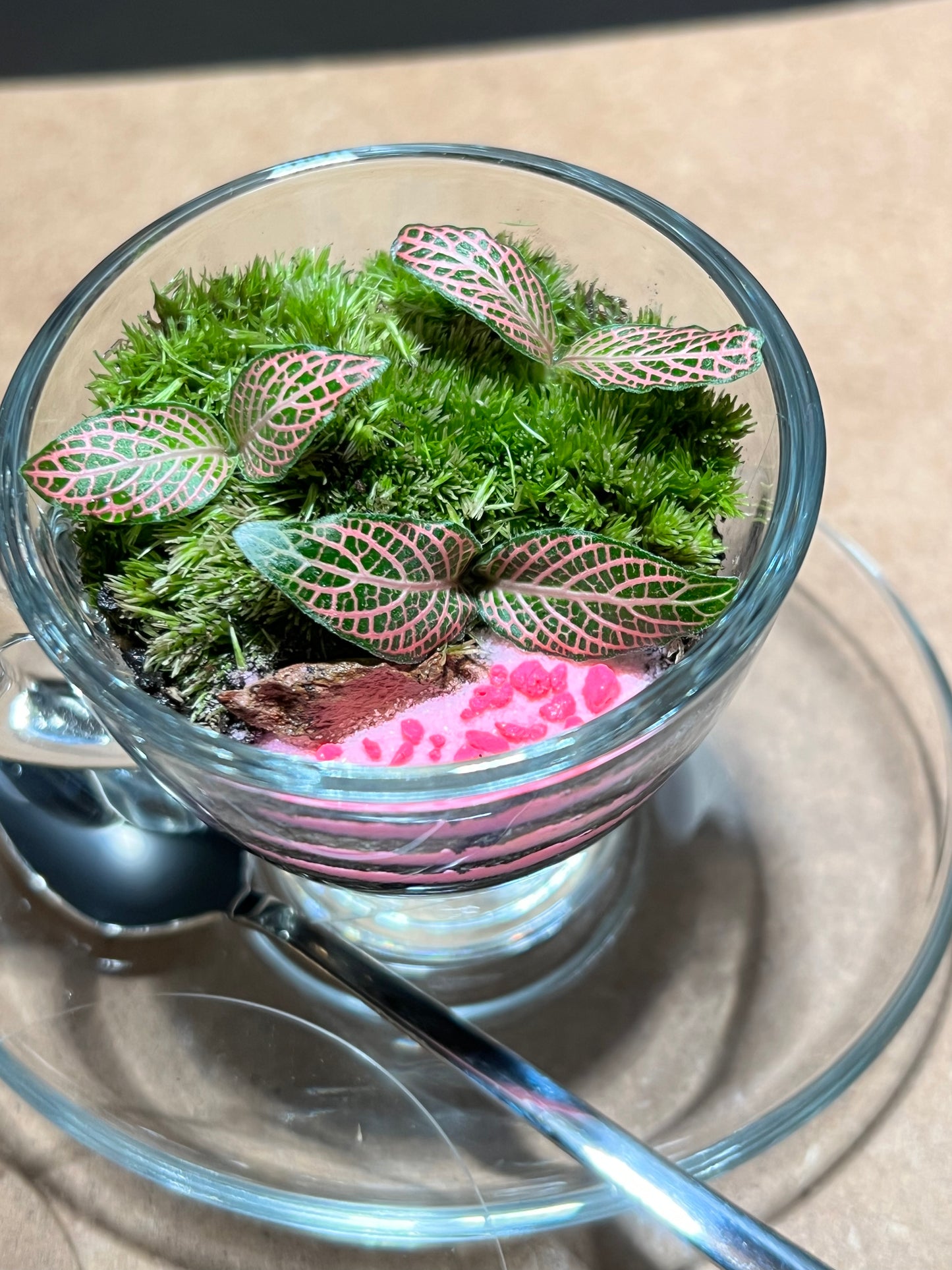 Terrarium 645 (seti)