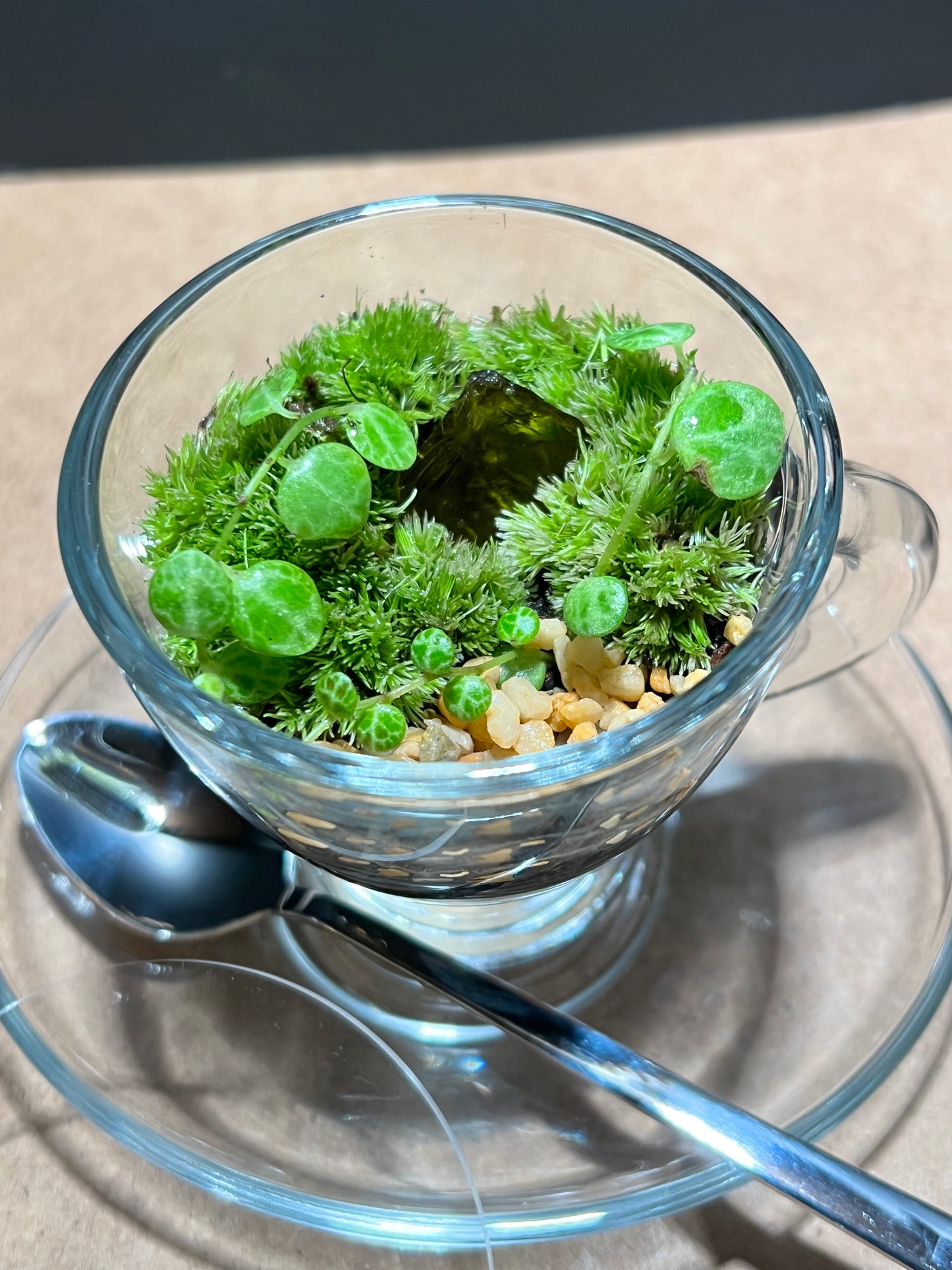 Terrarium 646 (seti)
