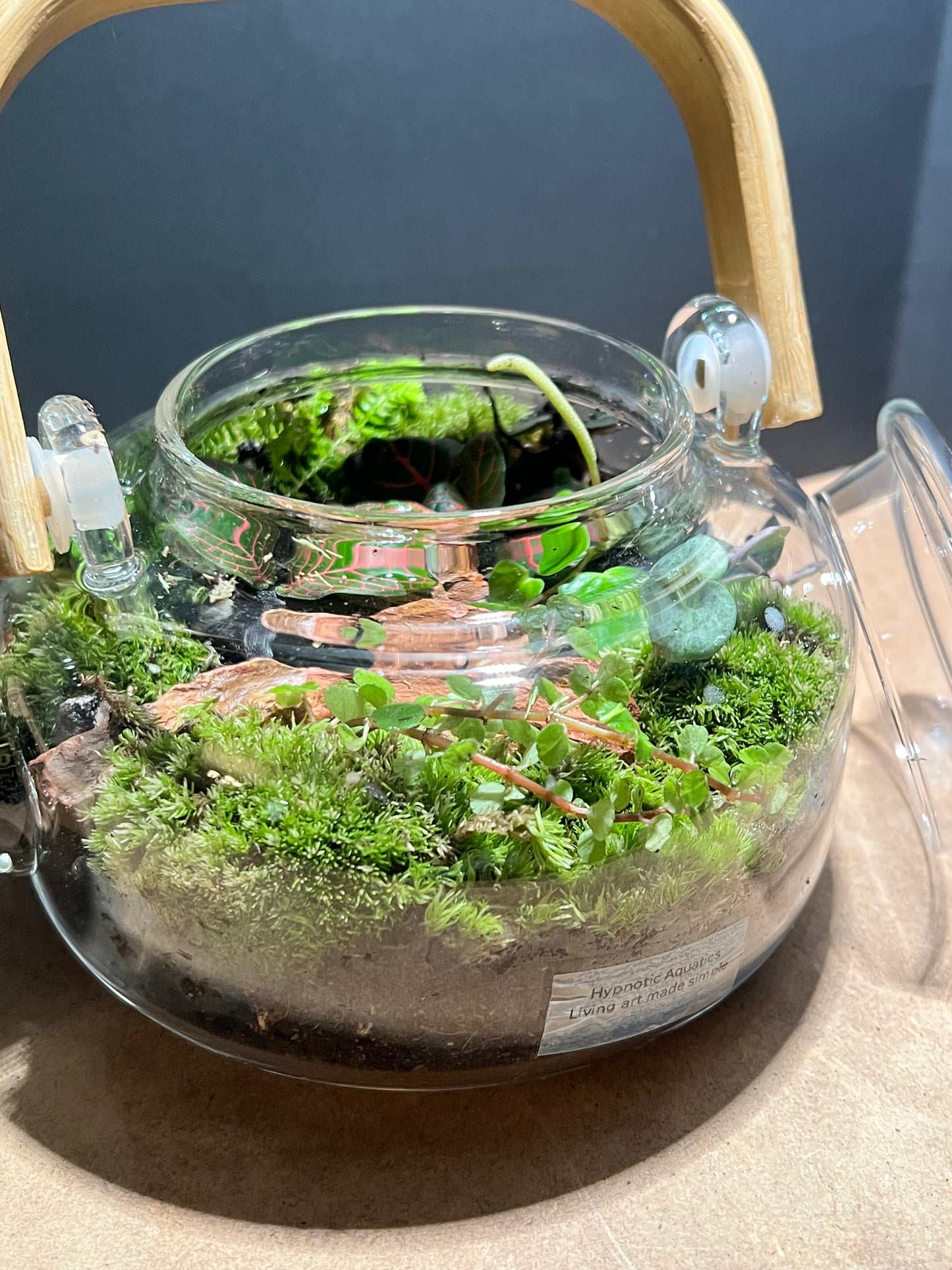 Terrarium 647