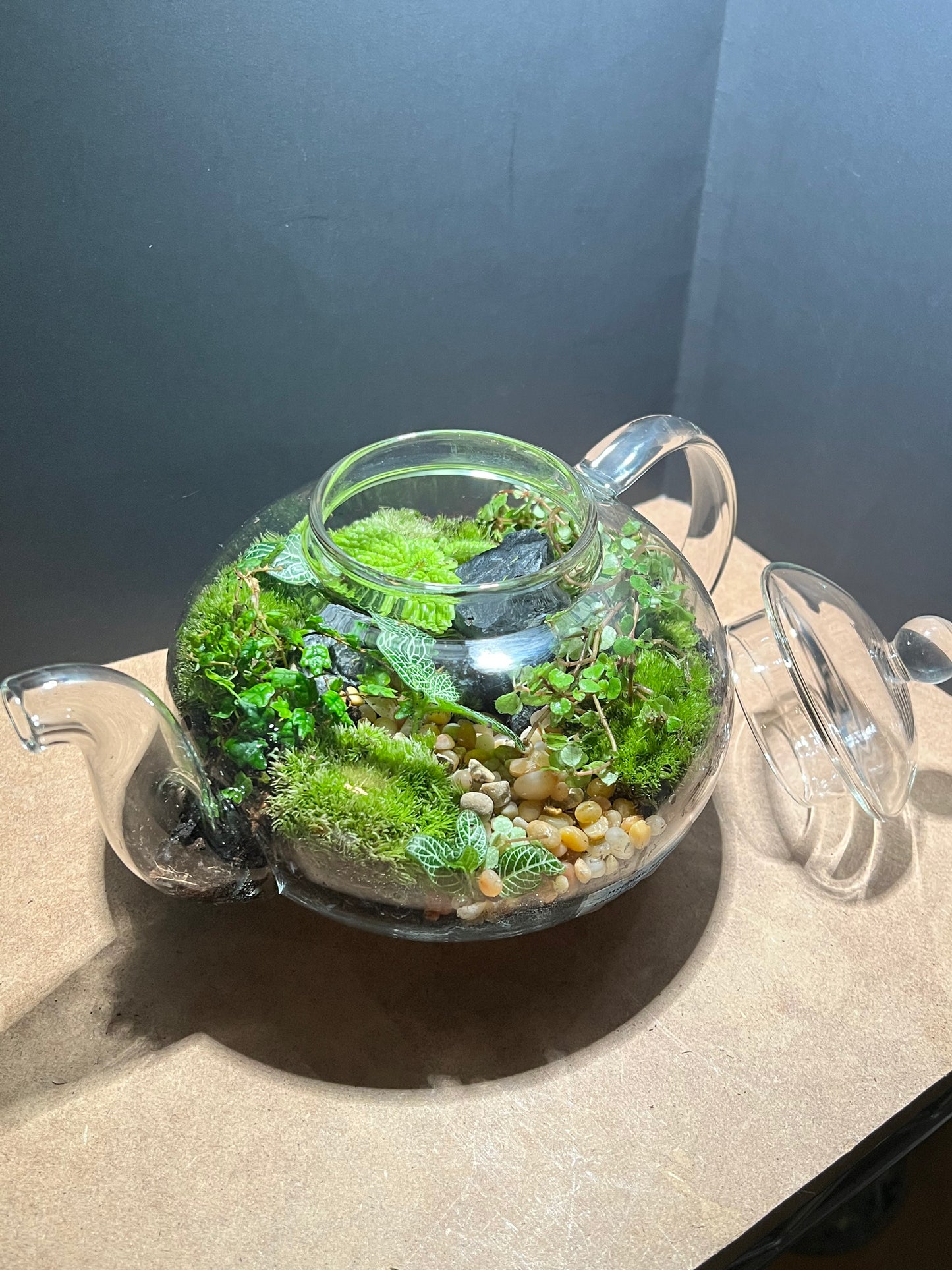 Terrarium 649