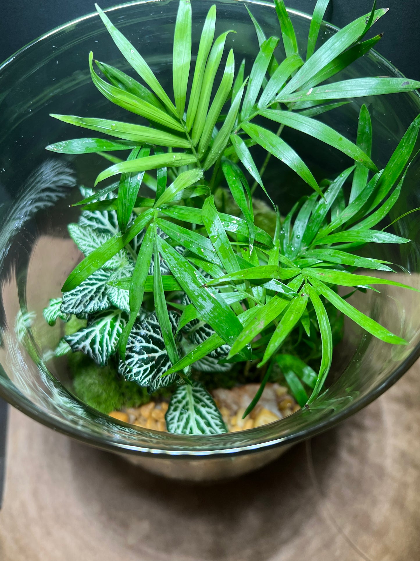 Terrarium 650