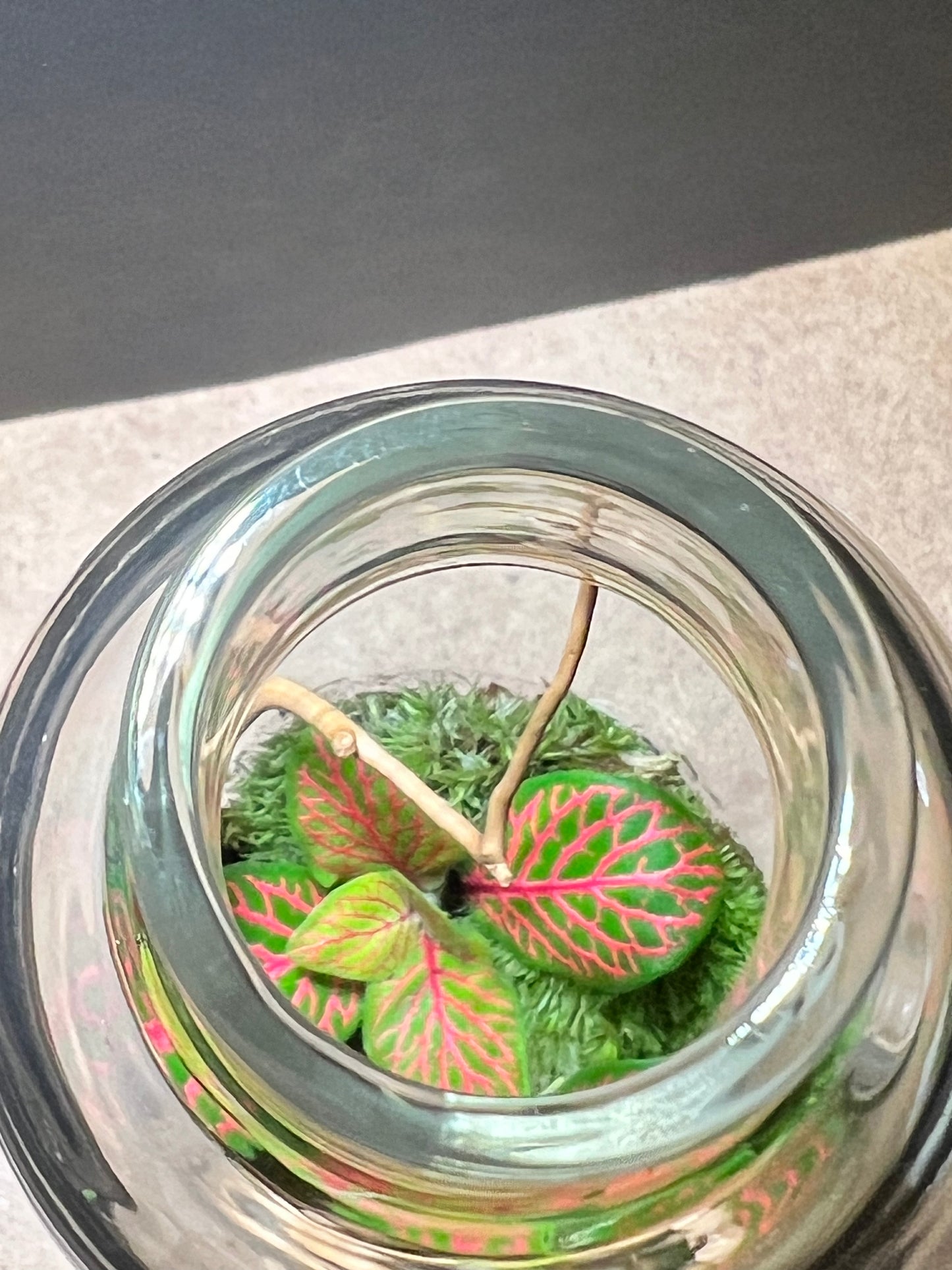 Terrarium 656