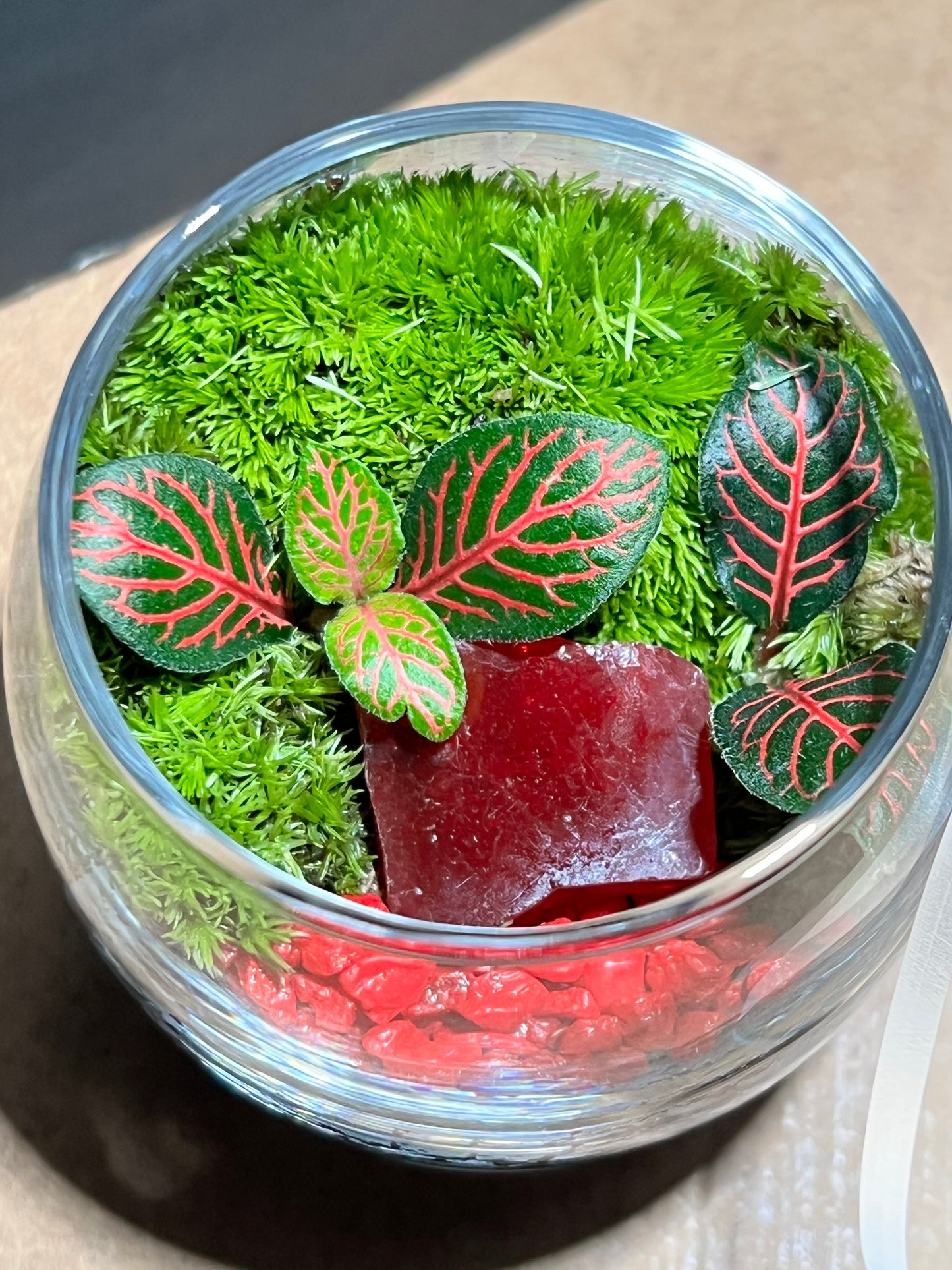 Terrarium 665