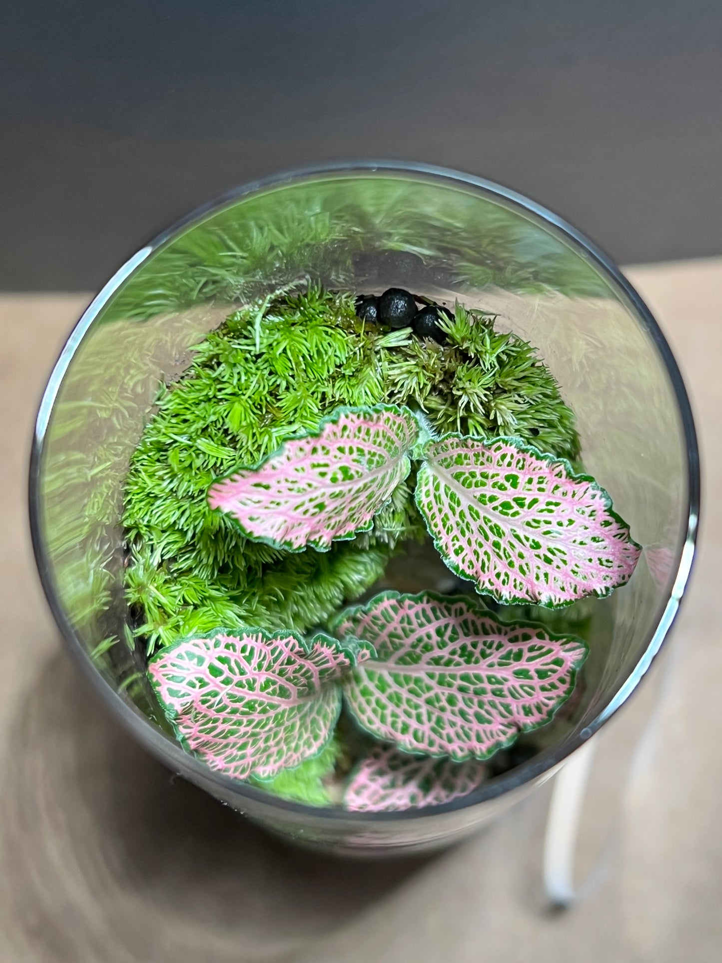 Terrarium 670
