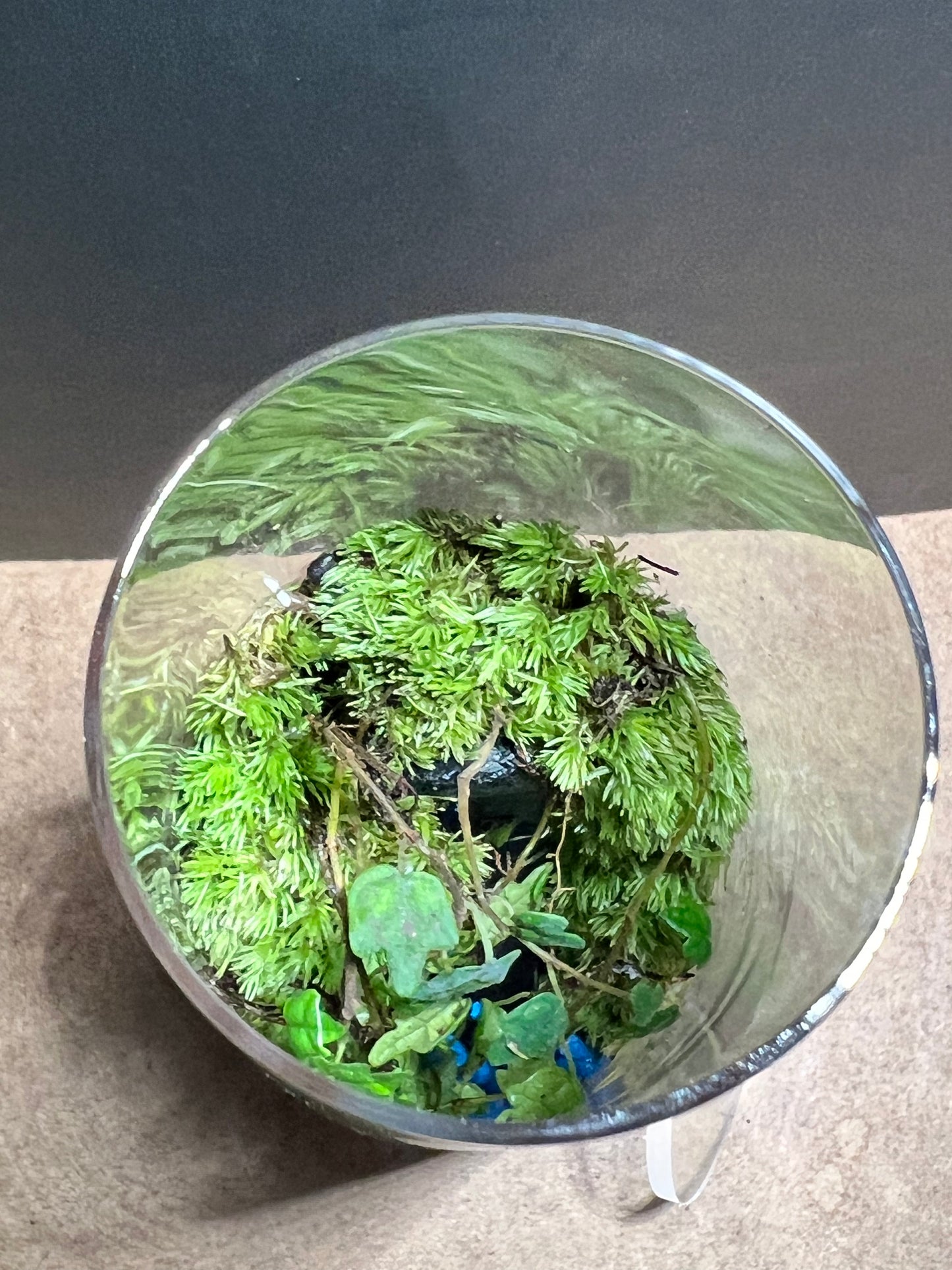 Terrarium 672