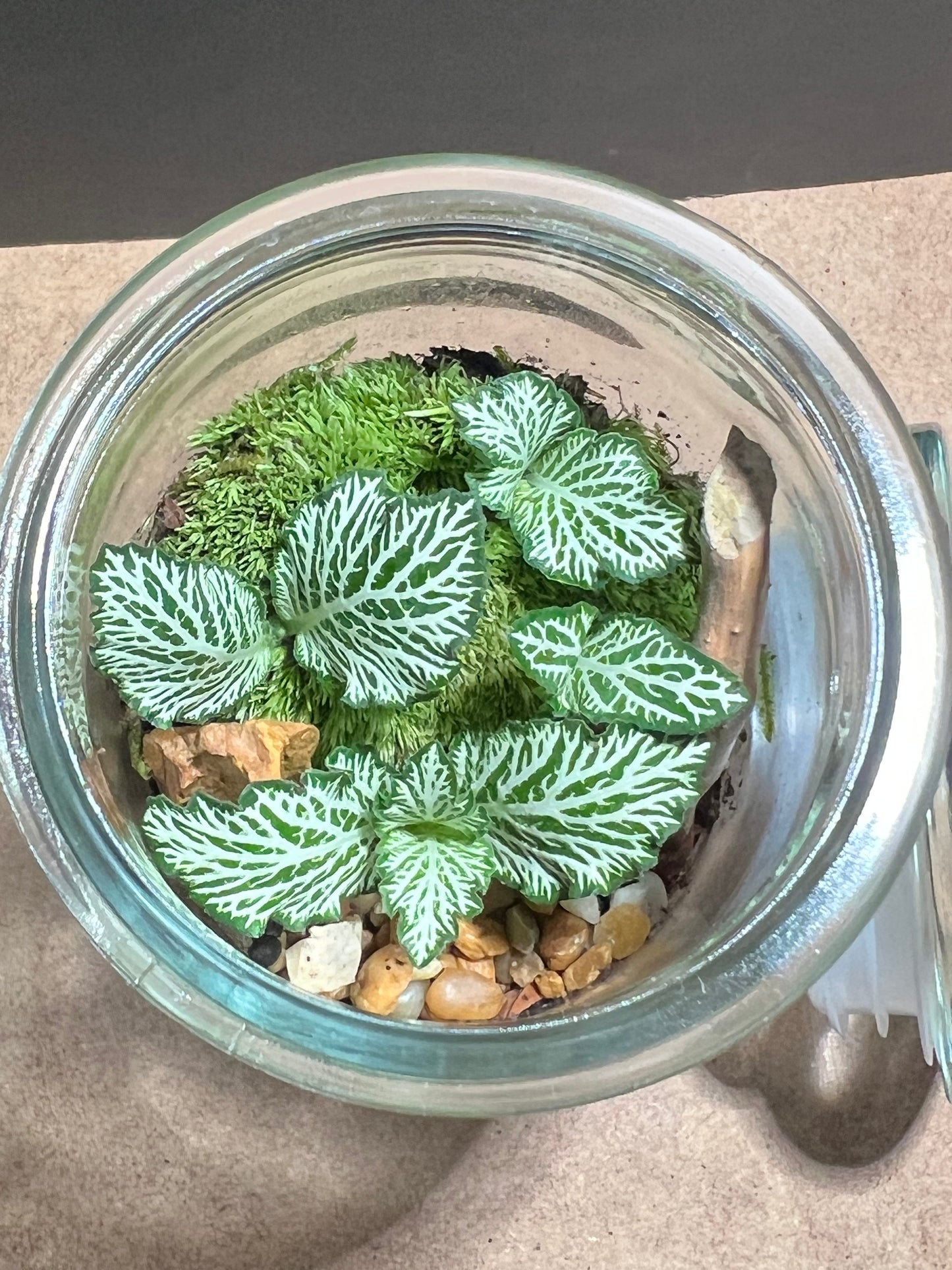 Terrarium 679