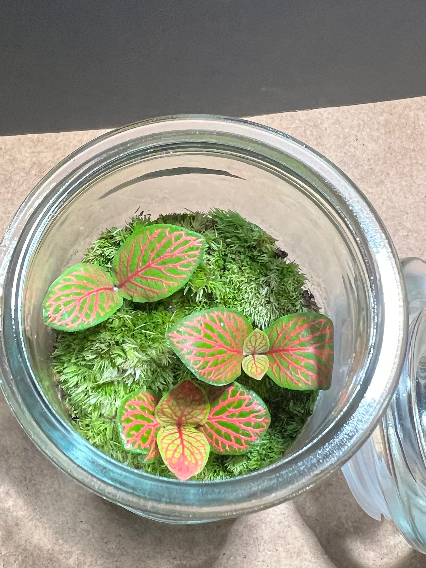 Terrarium 680