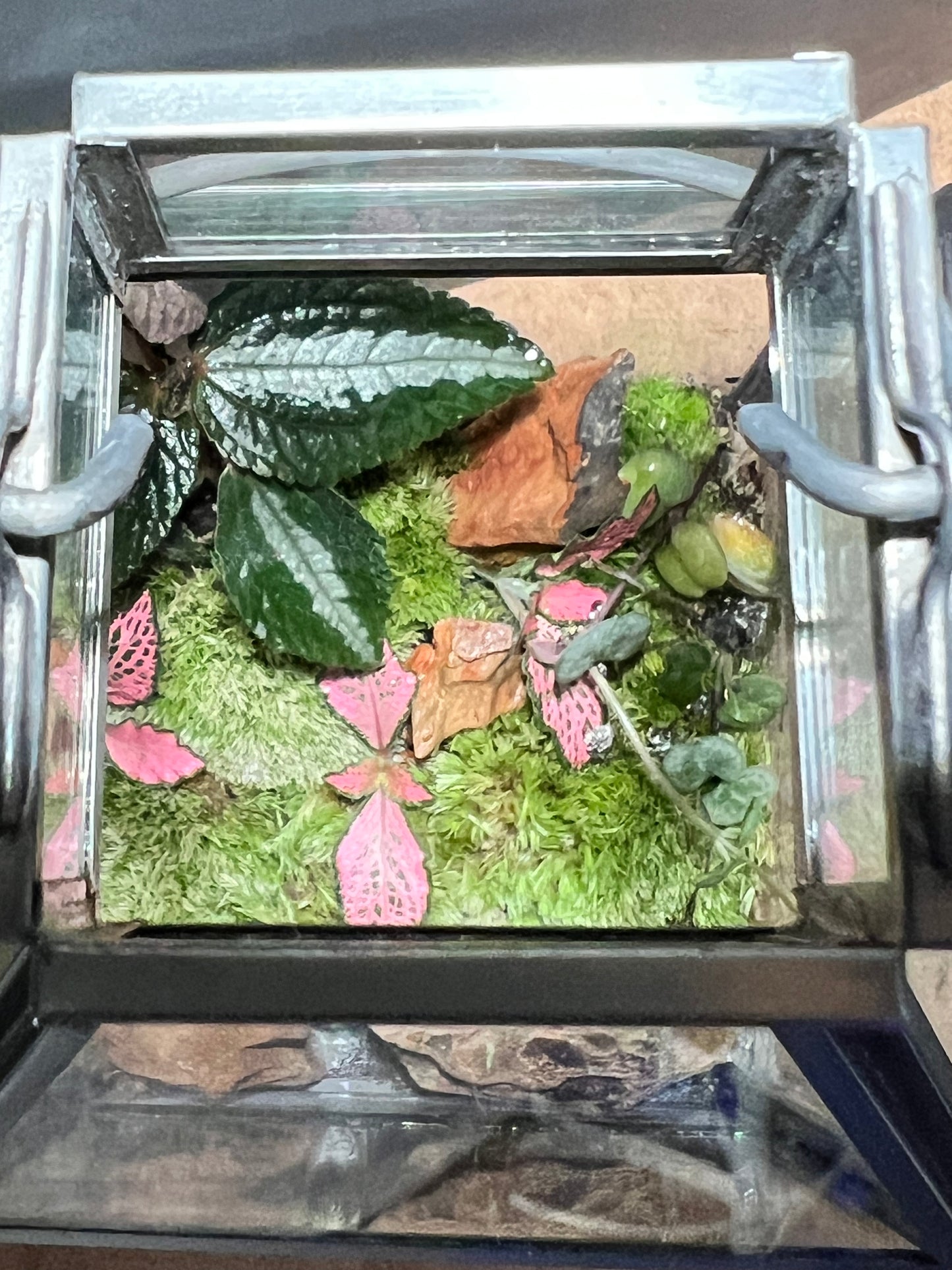Terrarium 681
