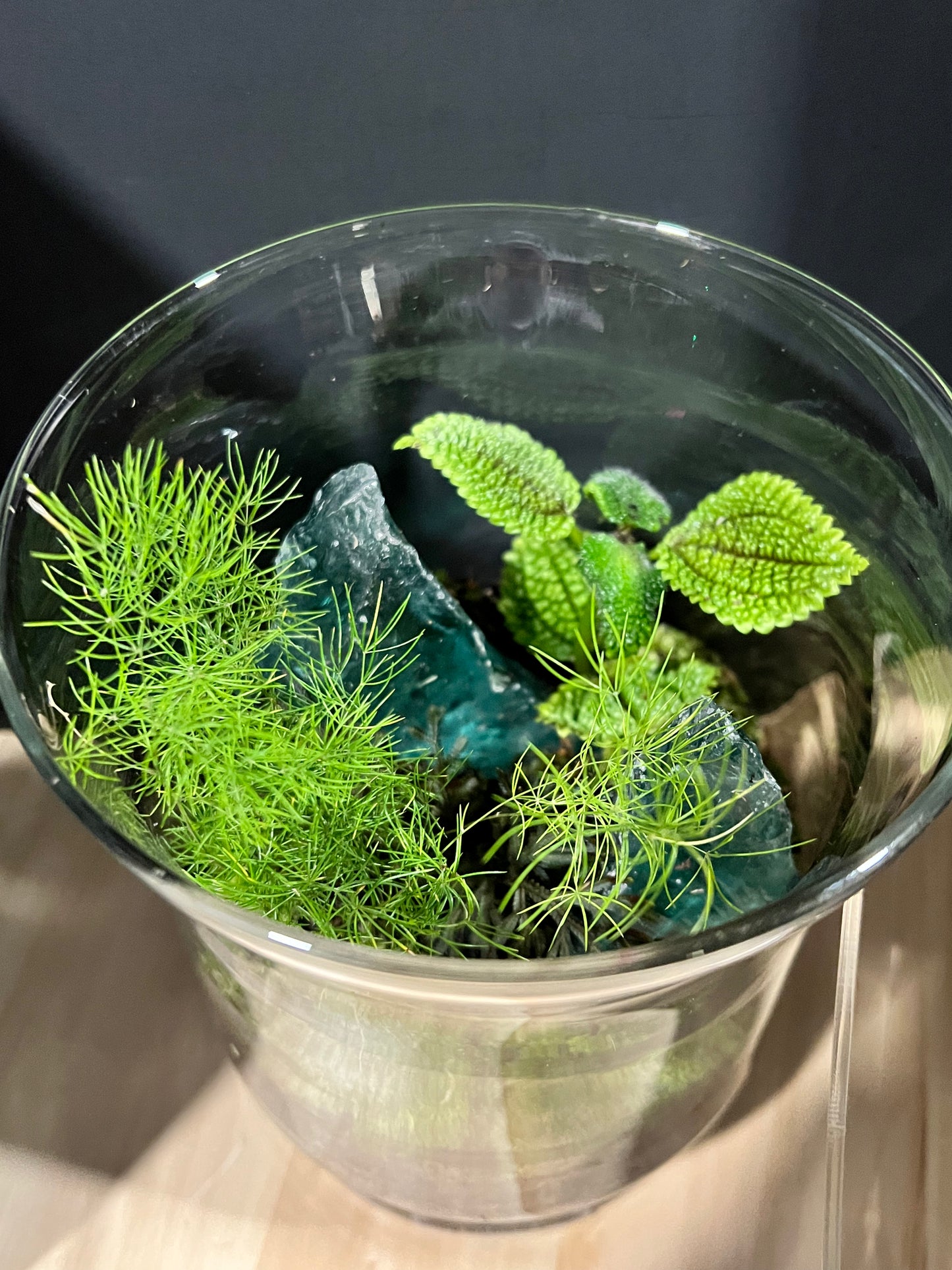 Terrarium 684