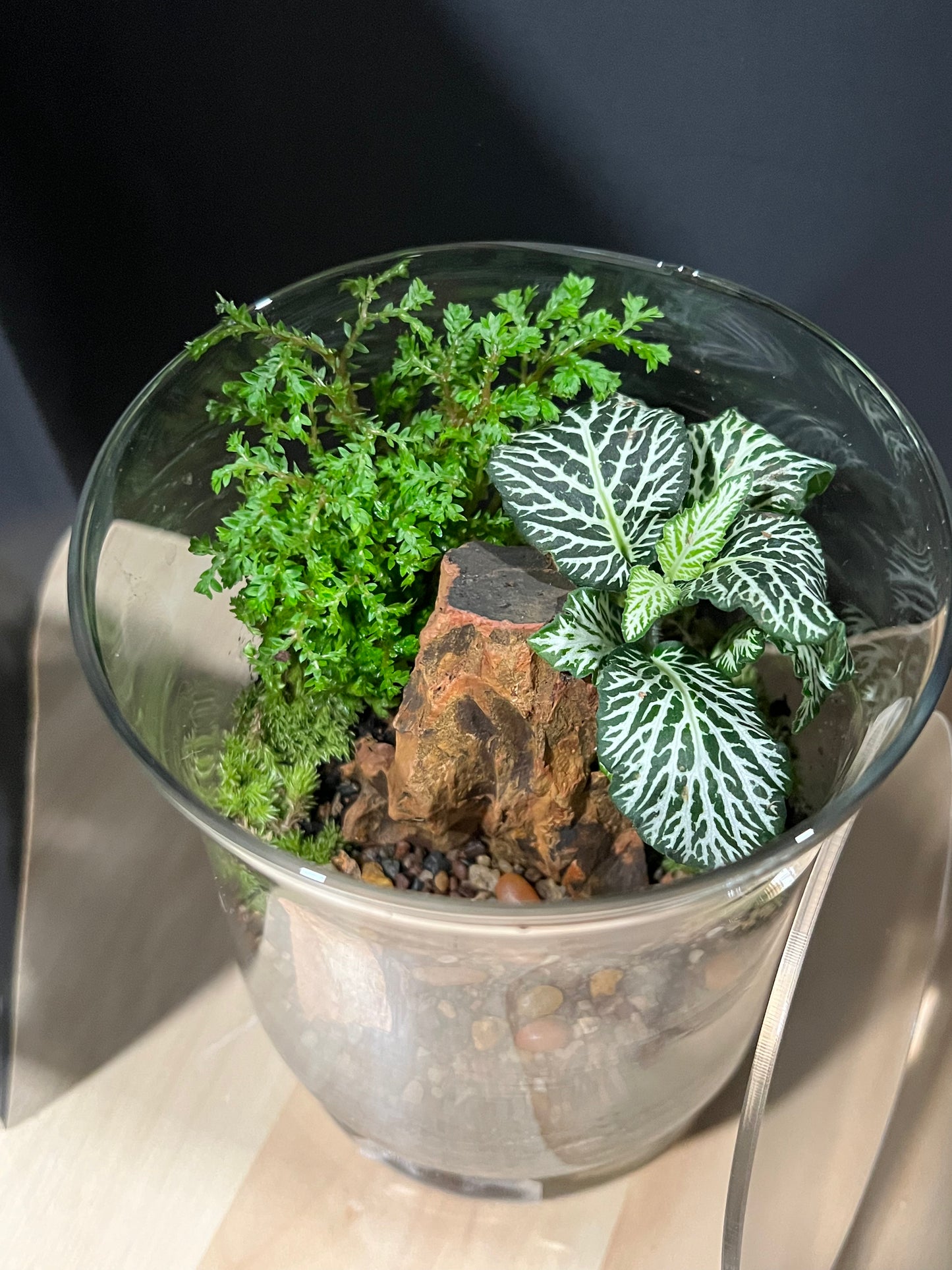 Terrarium 685