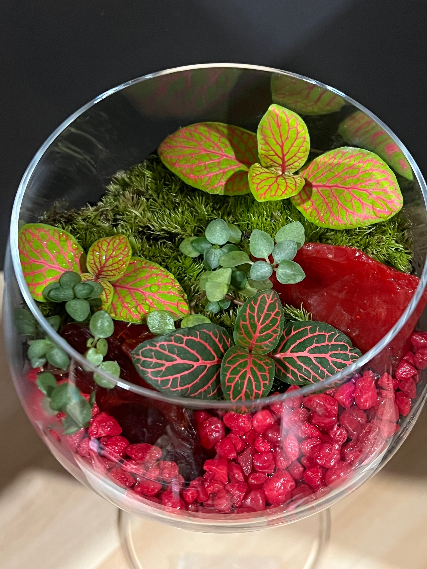 Terrarium 690