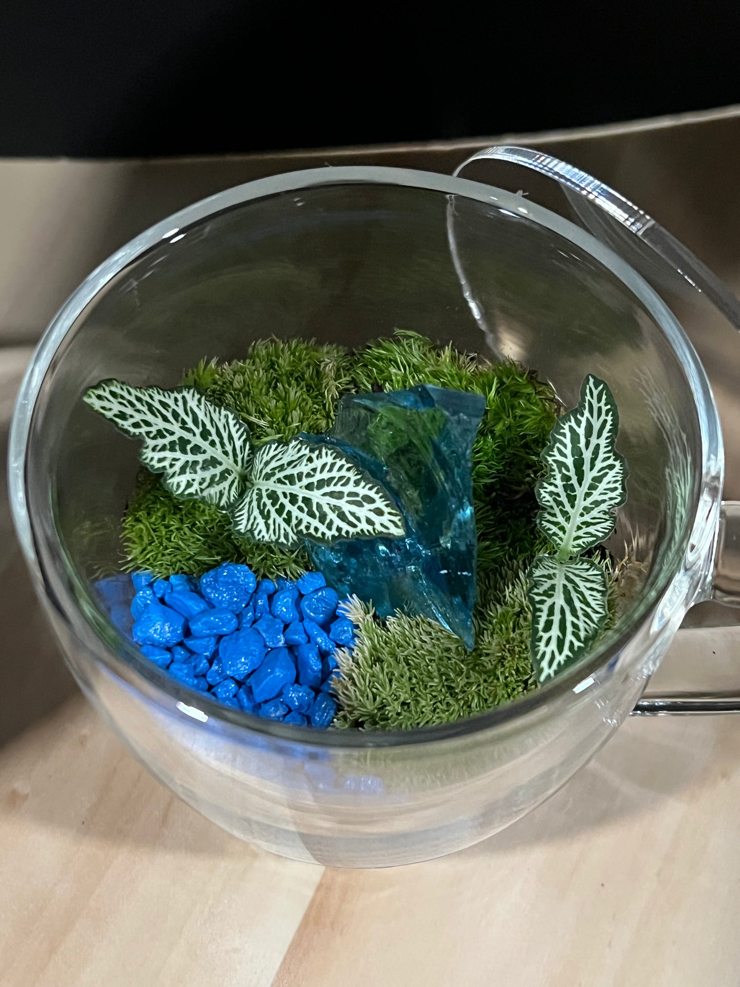 Terrarium 694