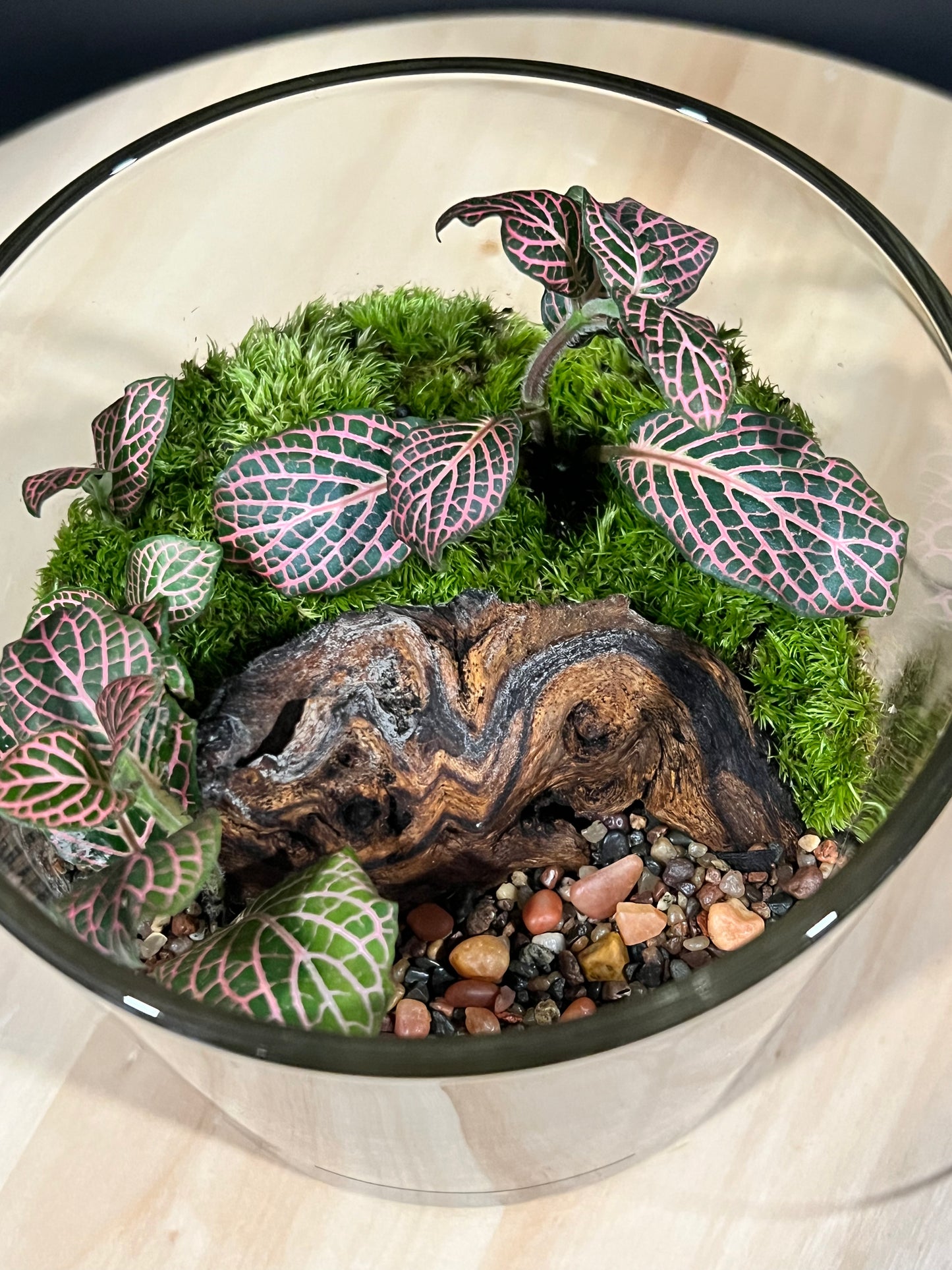 Terrarium 323