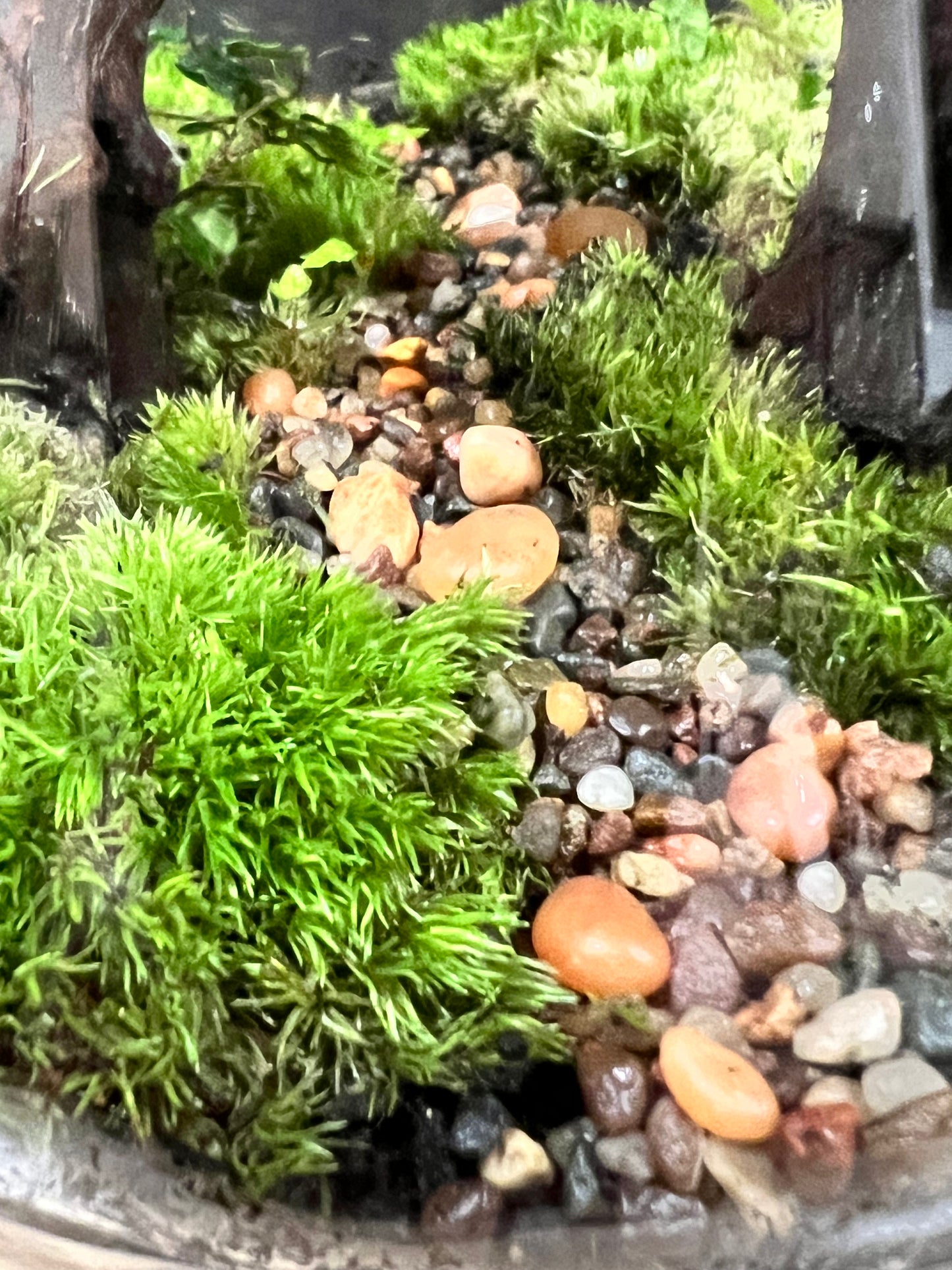 Terrarium 704