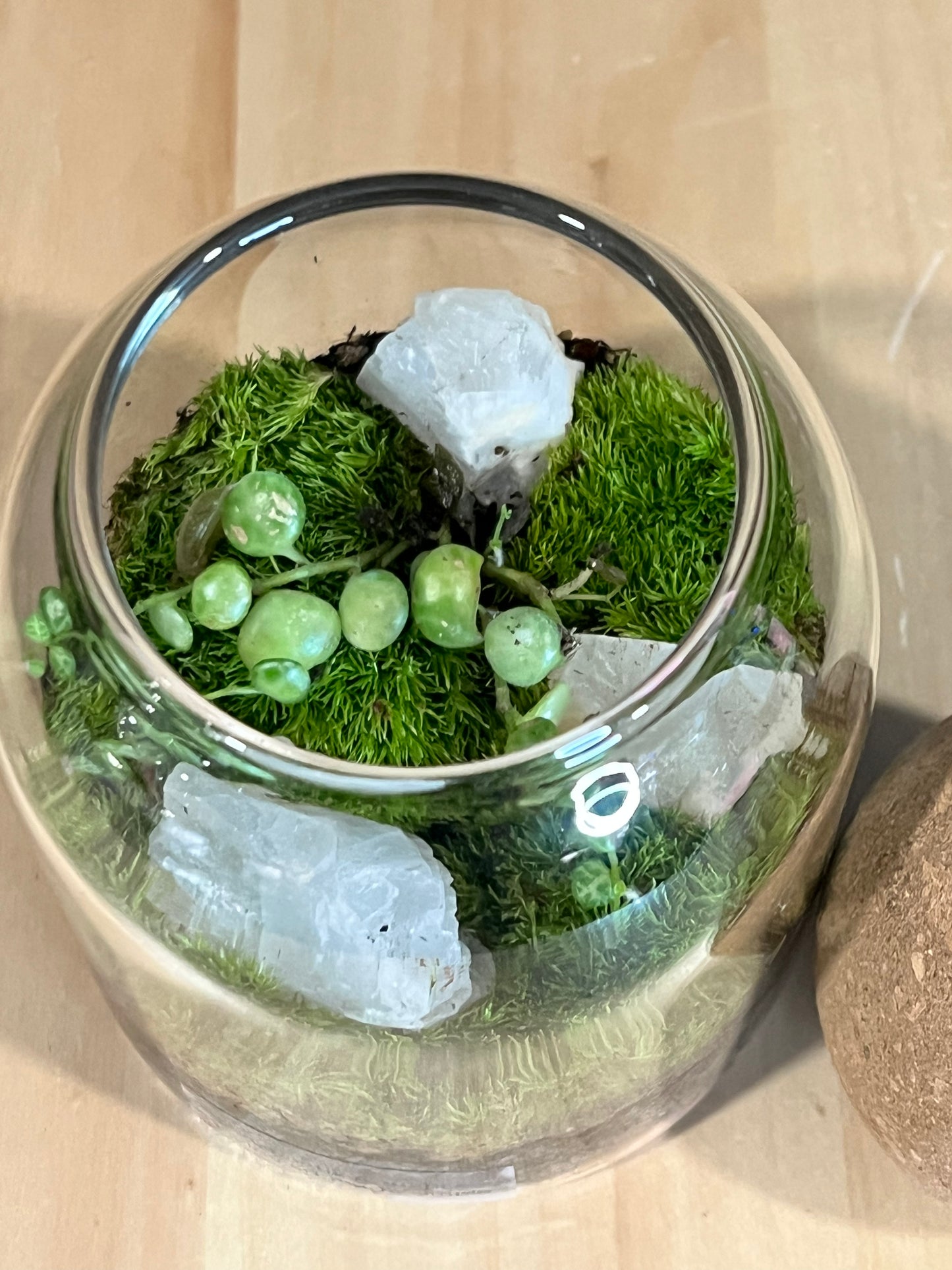 Terrarium 706