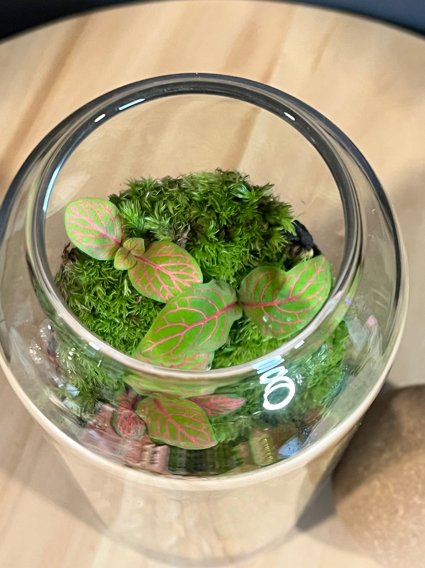 Terrarium 708