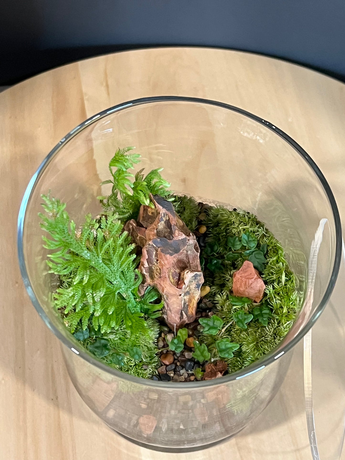 Terrarium 710