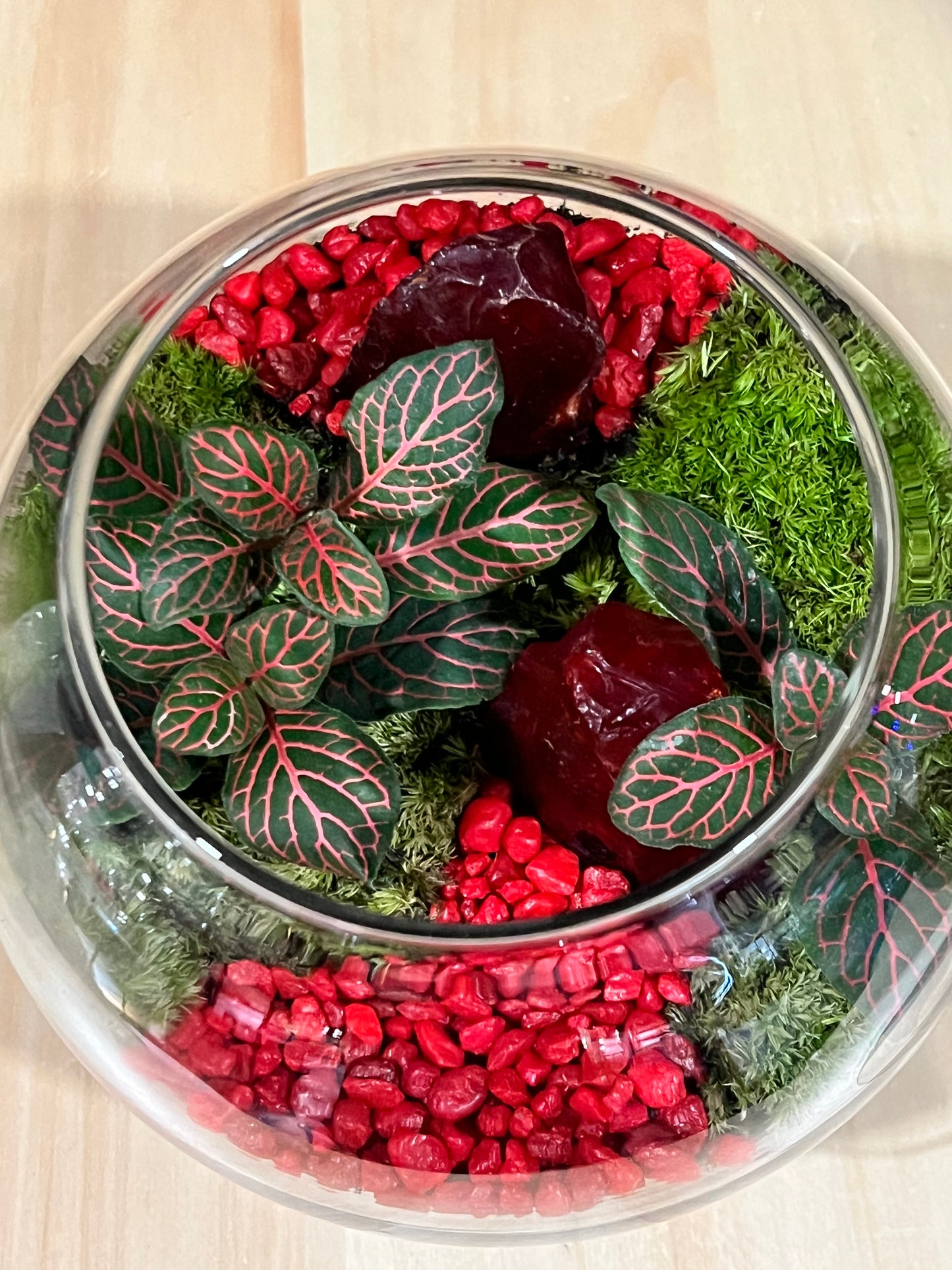 Terrarium 711