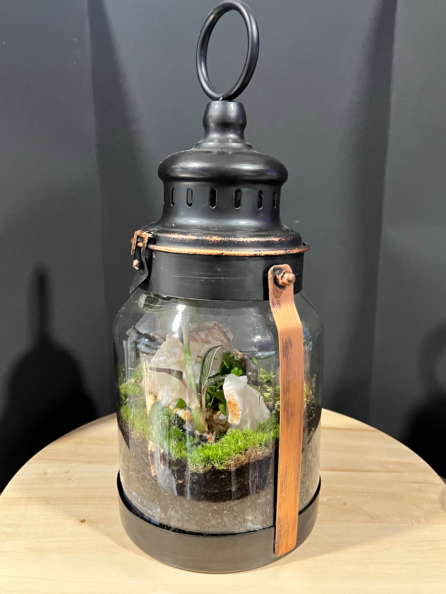 Terrarium 719