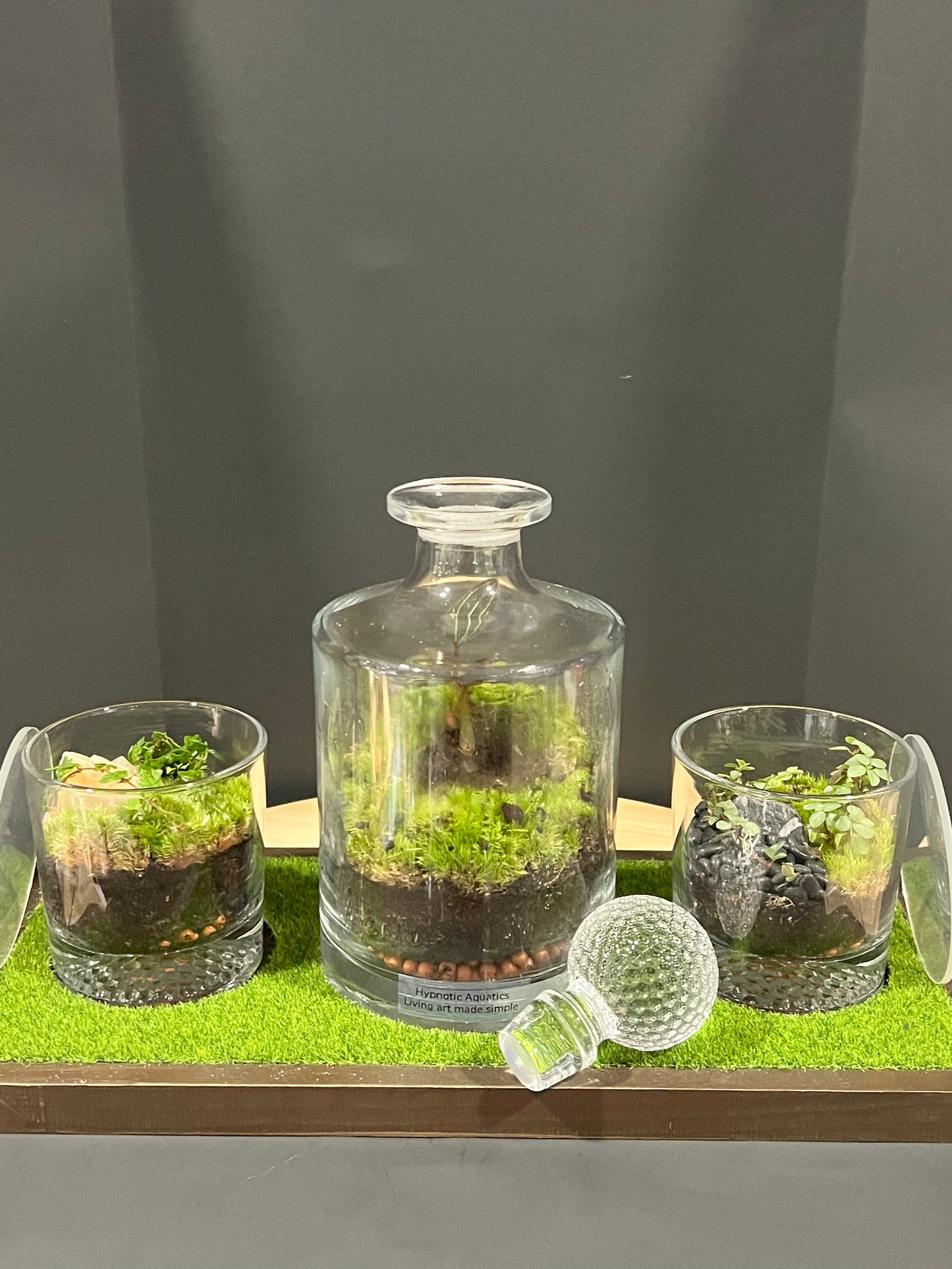 Terrarium 721 SETI : Set of 3