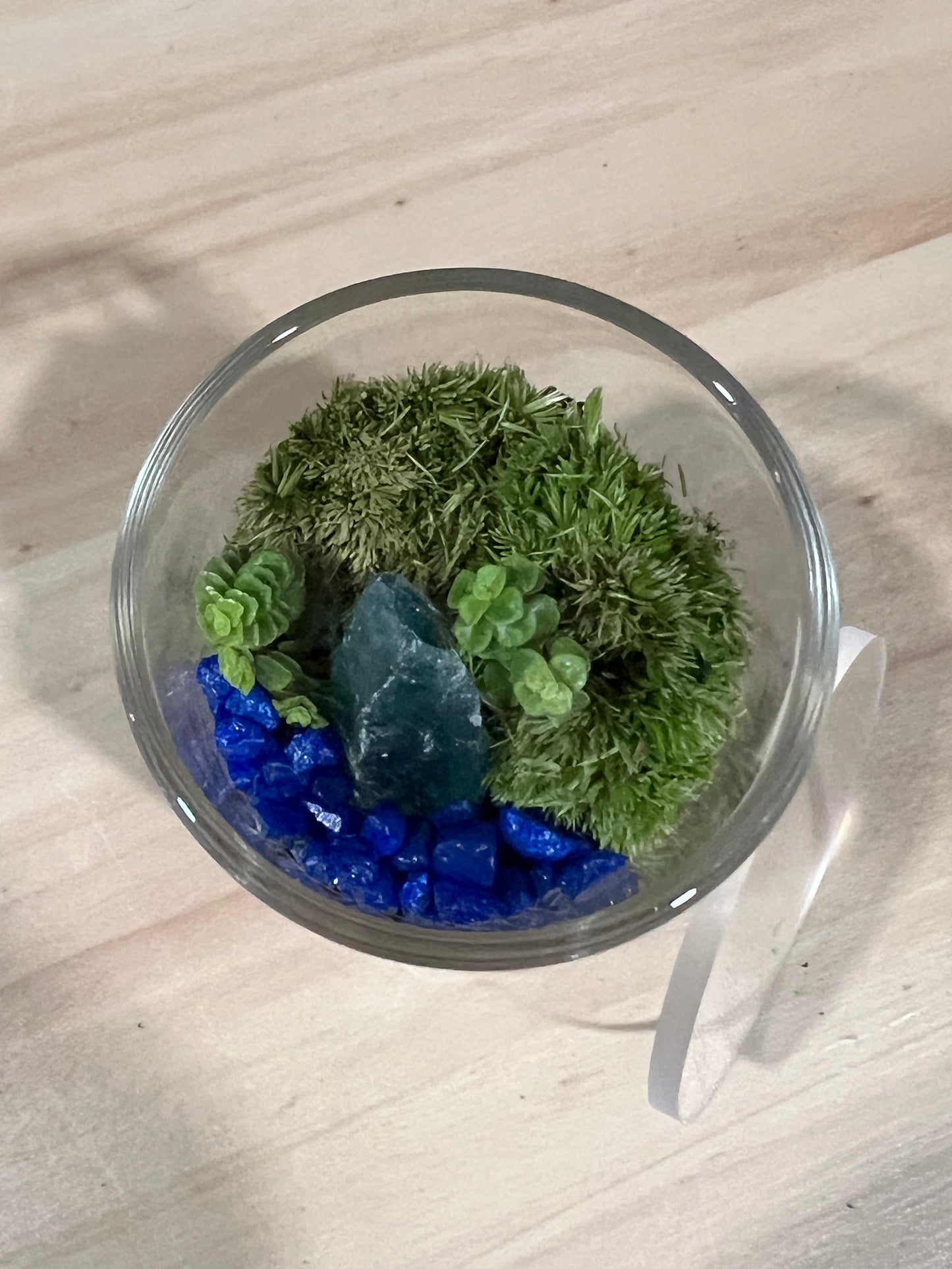 Terrarium 723